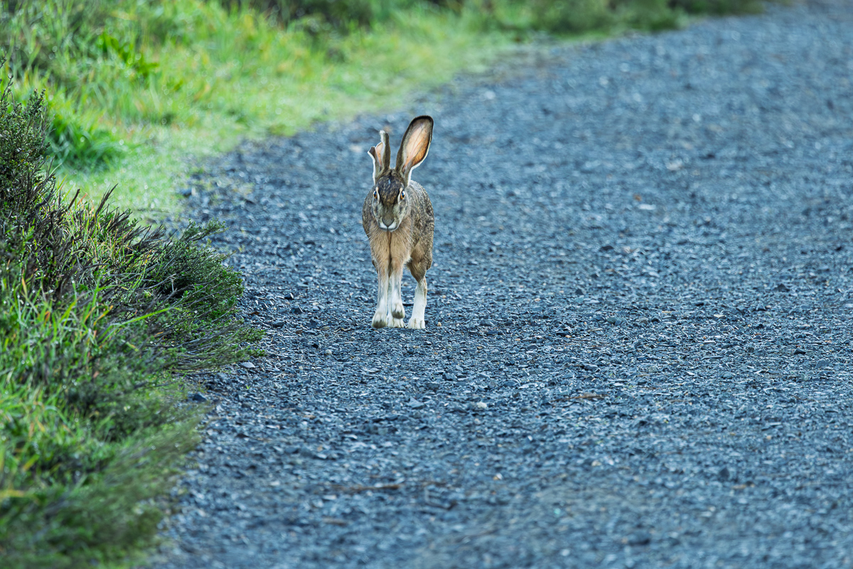 Black-tailed Jackrabbit at bound — frame 1 of 10
