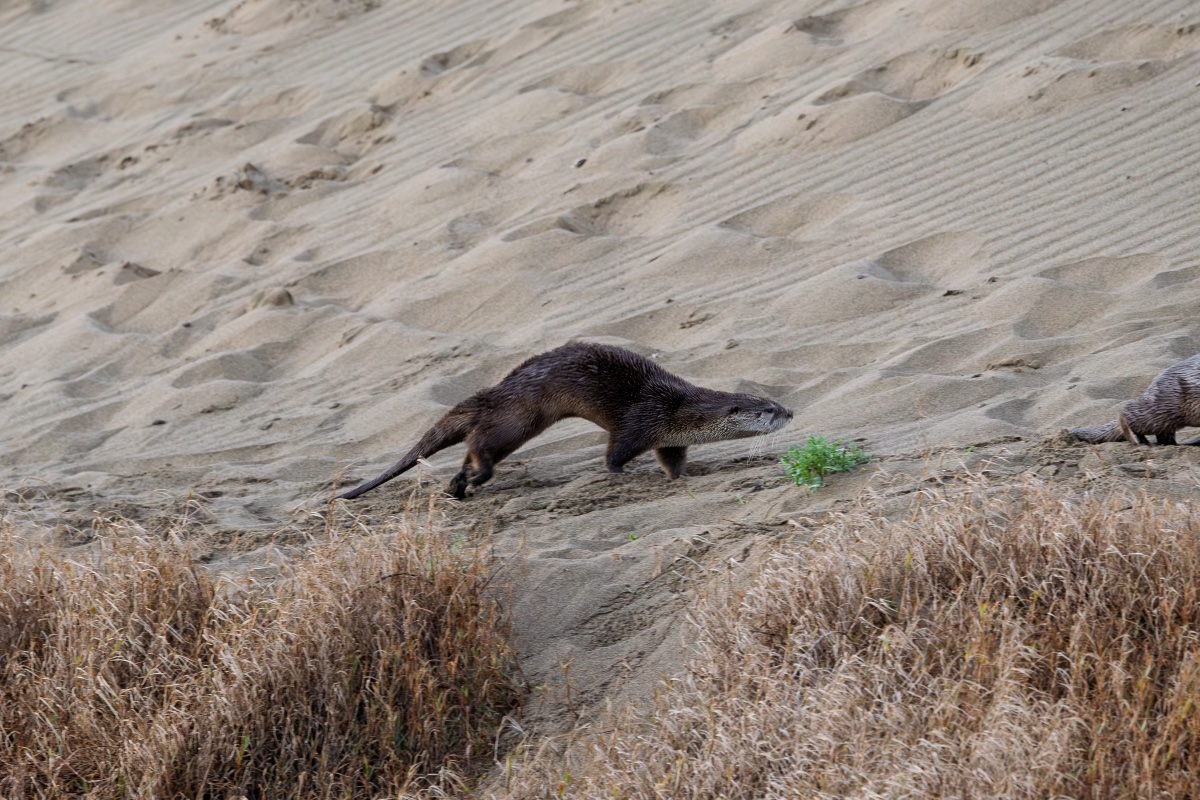 North American River Otter at lope — frame 1 of 14