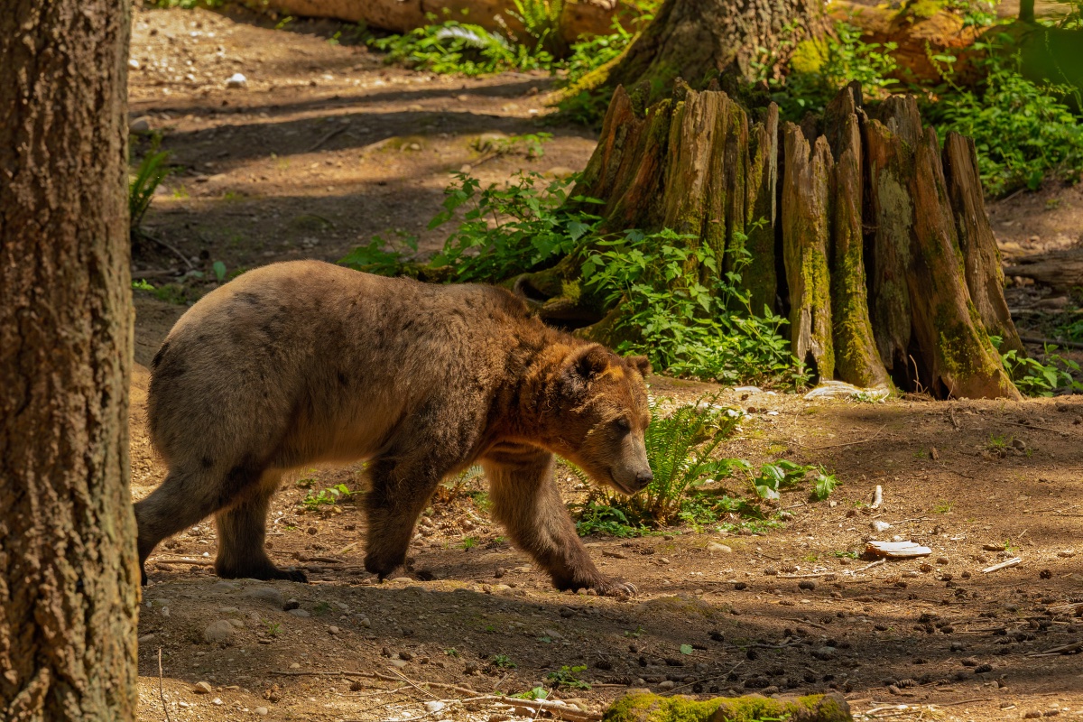 Single frame from a brown bear walk sequence used in the gait flip-book viewer