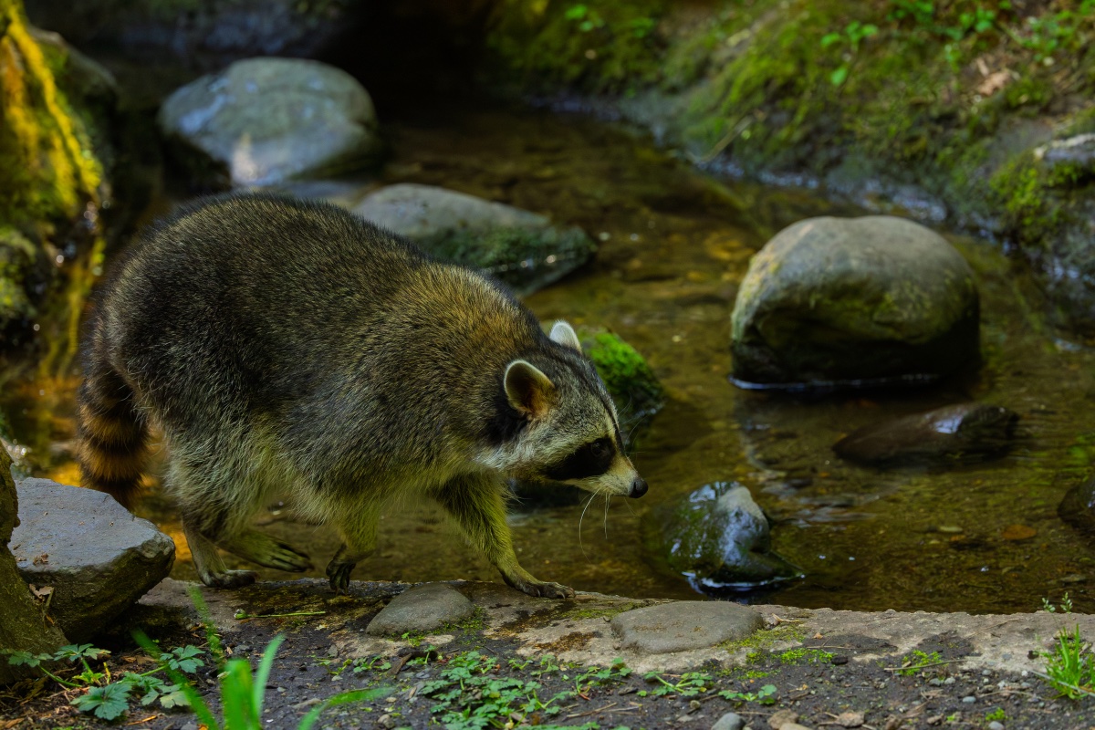 Raccoon at walk — frame 1 of 37