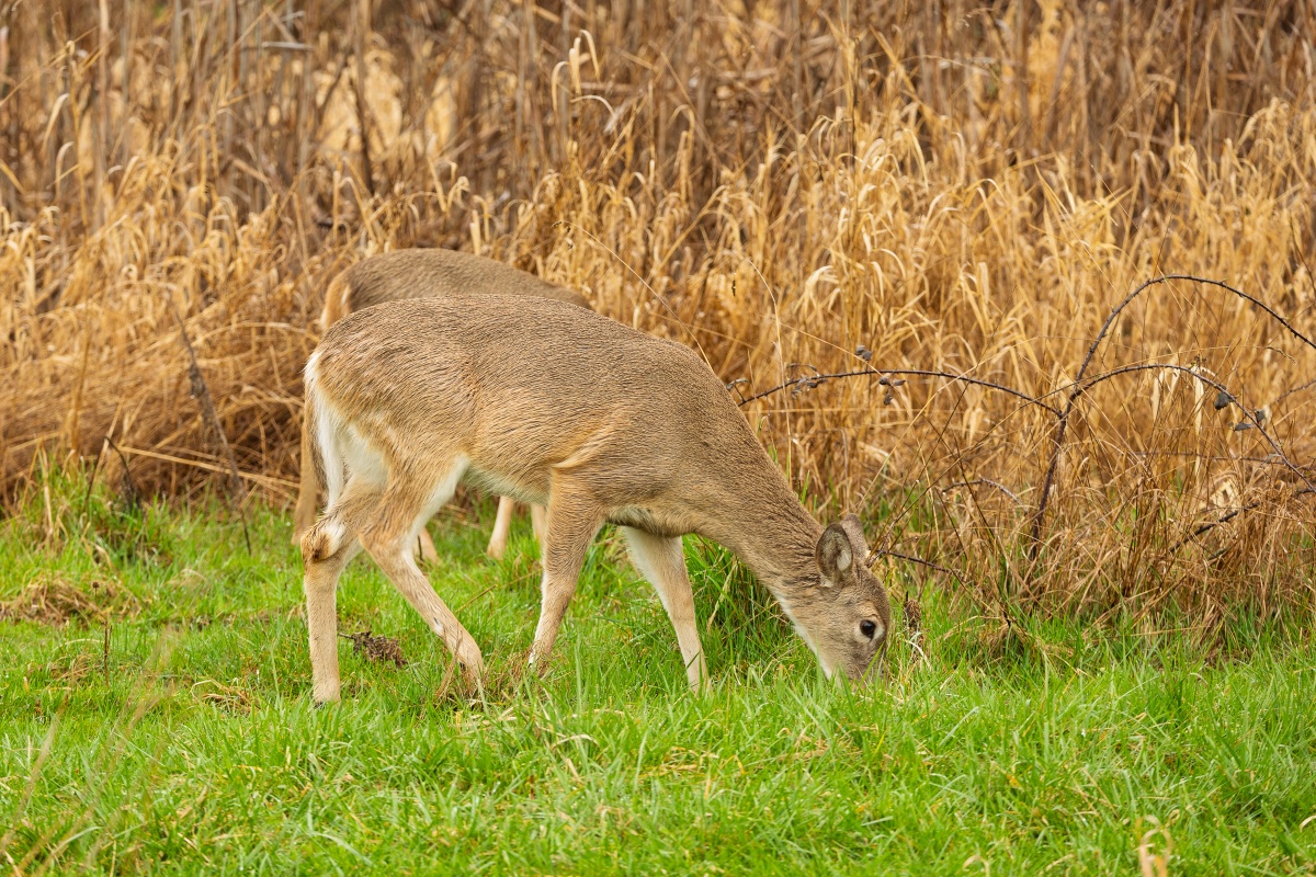 White-tailed Deer at walk — frame 1 of 75