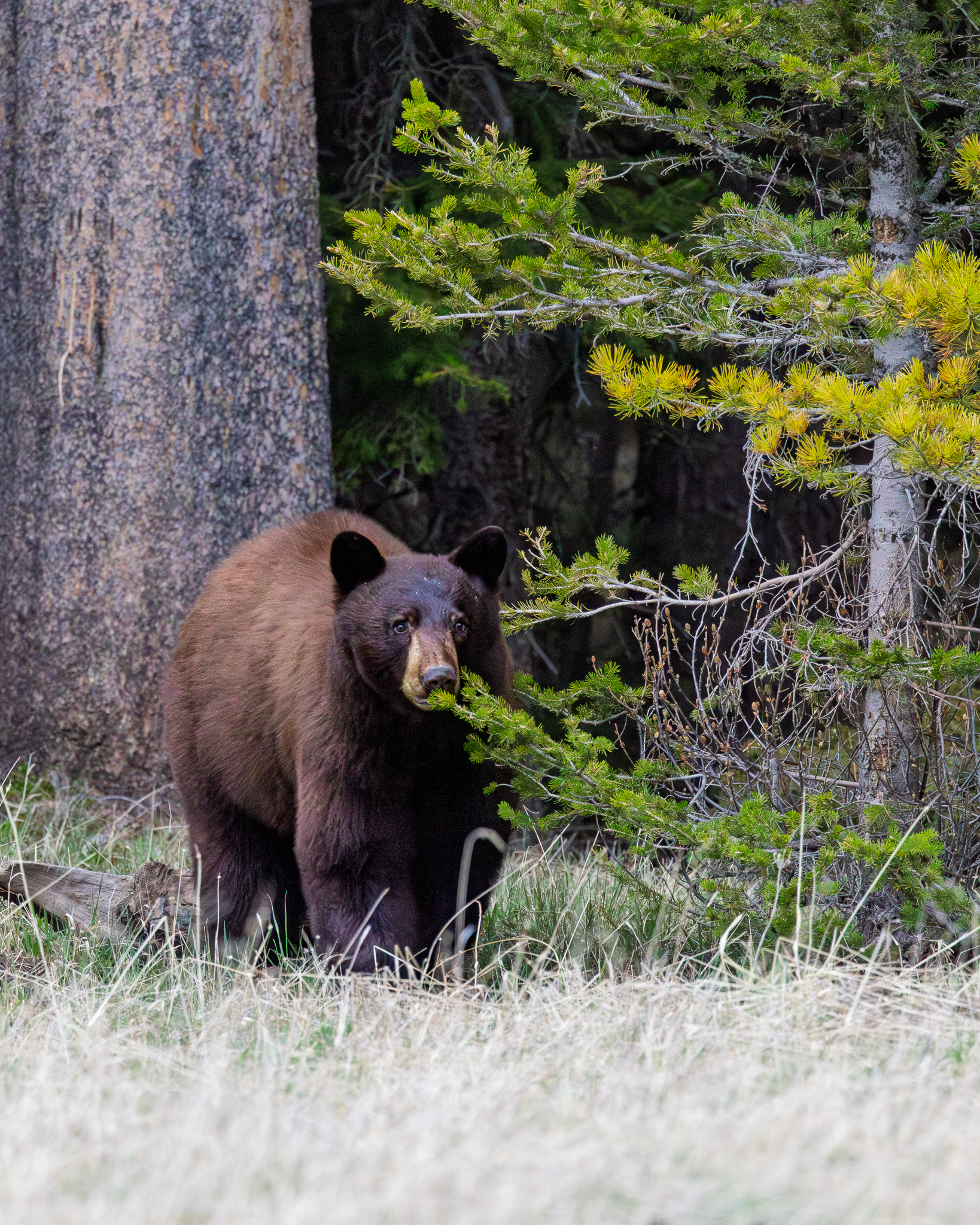 A cinnamon black bear sampling pine needles on a low branch during an evening foraging session.