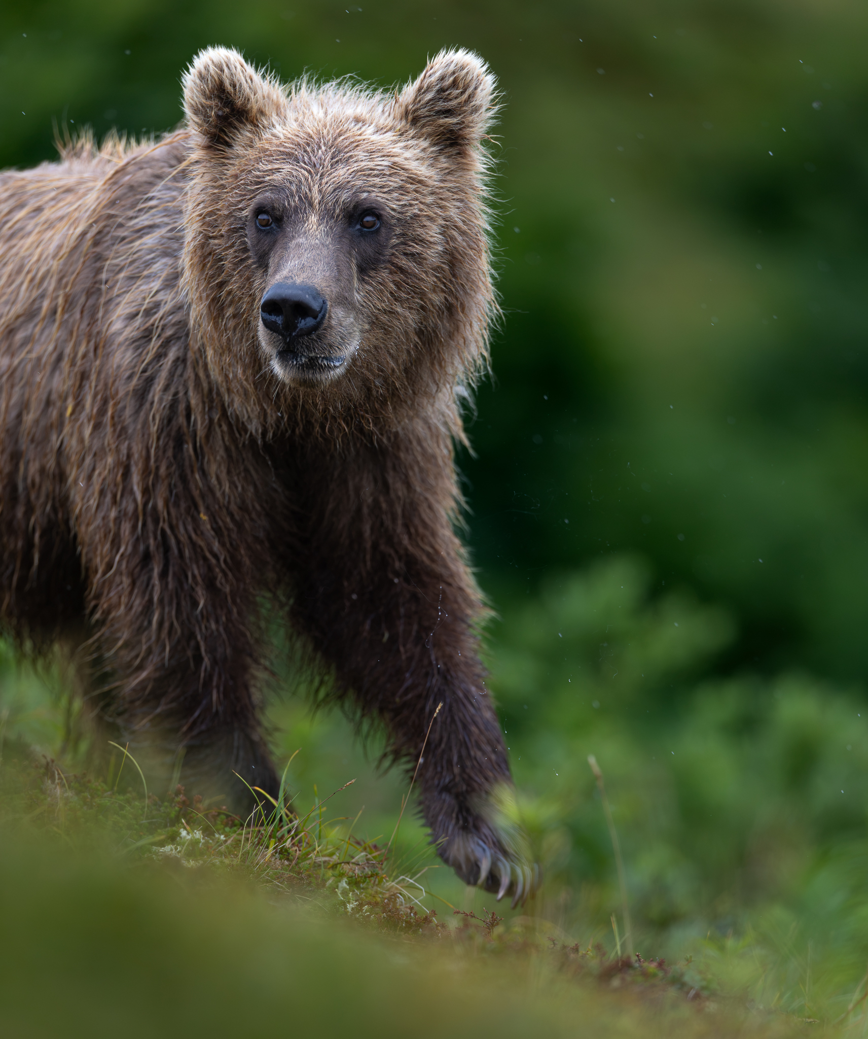Cresting the cliff a few feet away this brown bear slowly ambled by.