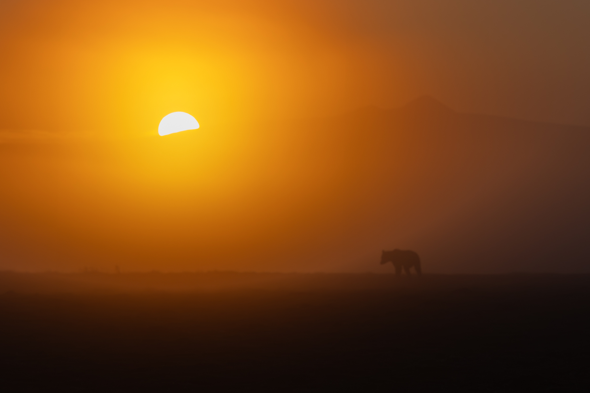 An early morning with heavy fog gifted us this image with the bear walking atop the cliff as the sun was rose above the mountains.