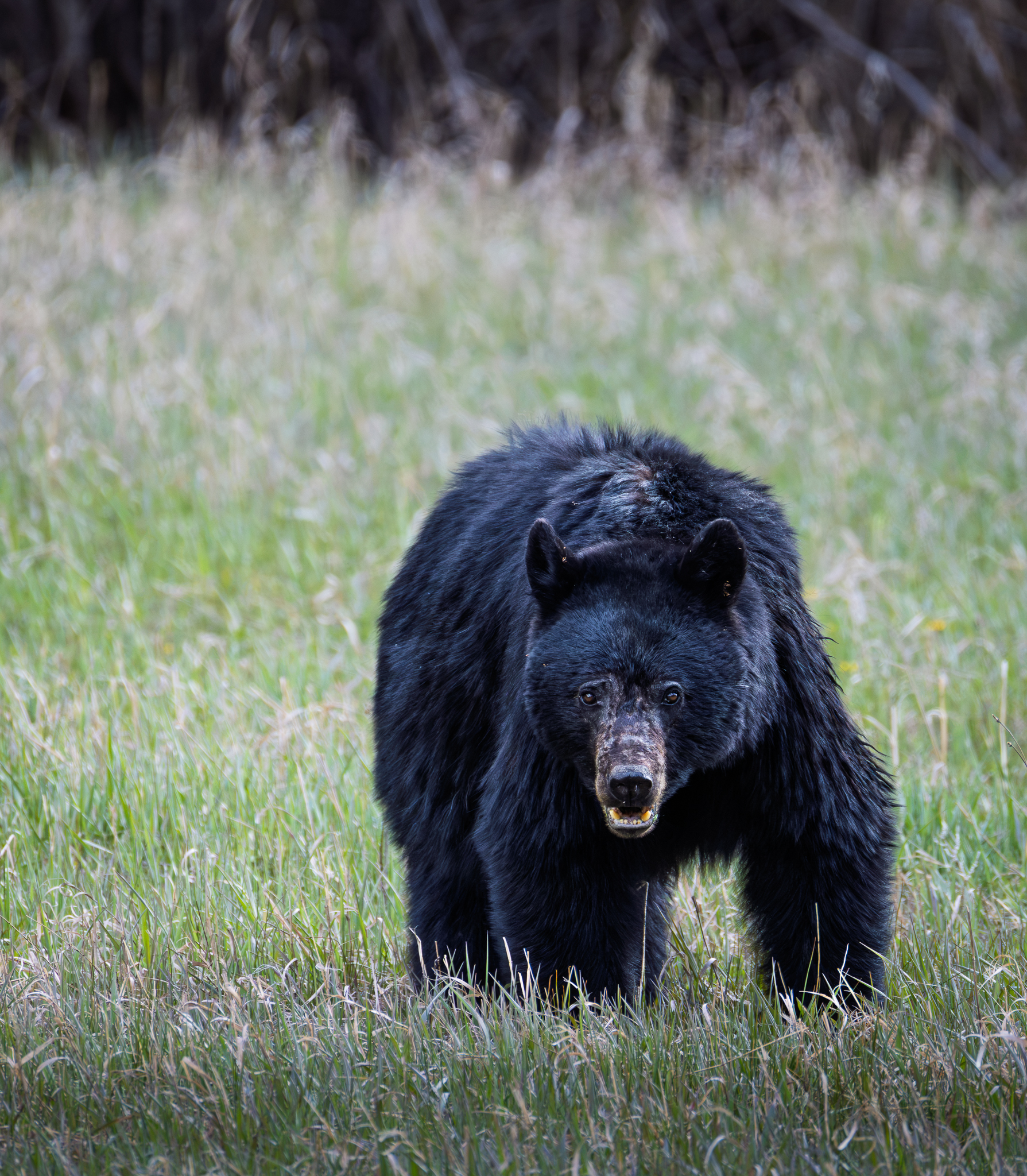 Eating sedge grass kept this Black Bear in the wet meadow all afternoon.