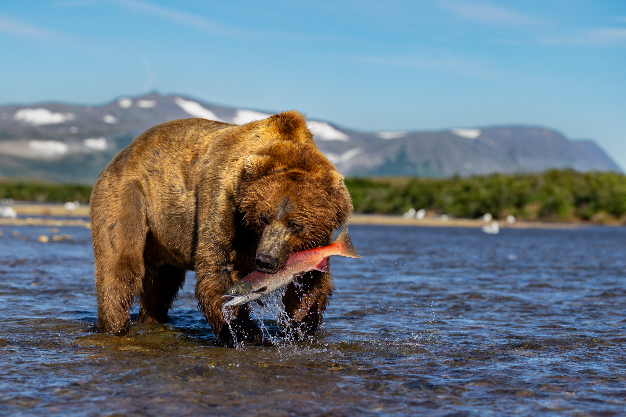 Fishing the shallows paid off for this Brown Bear, which came up with a sockeye.
