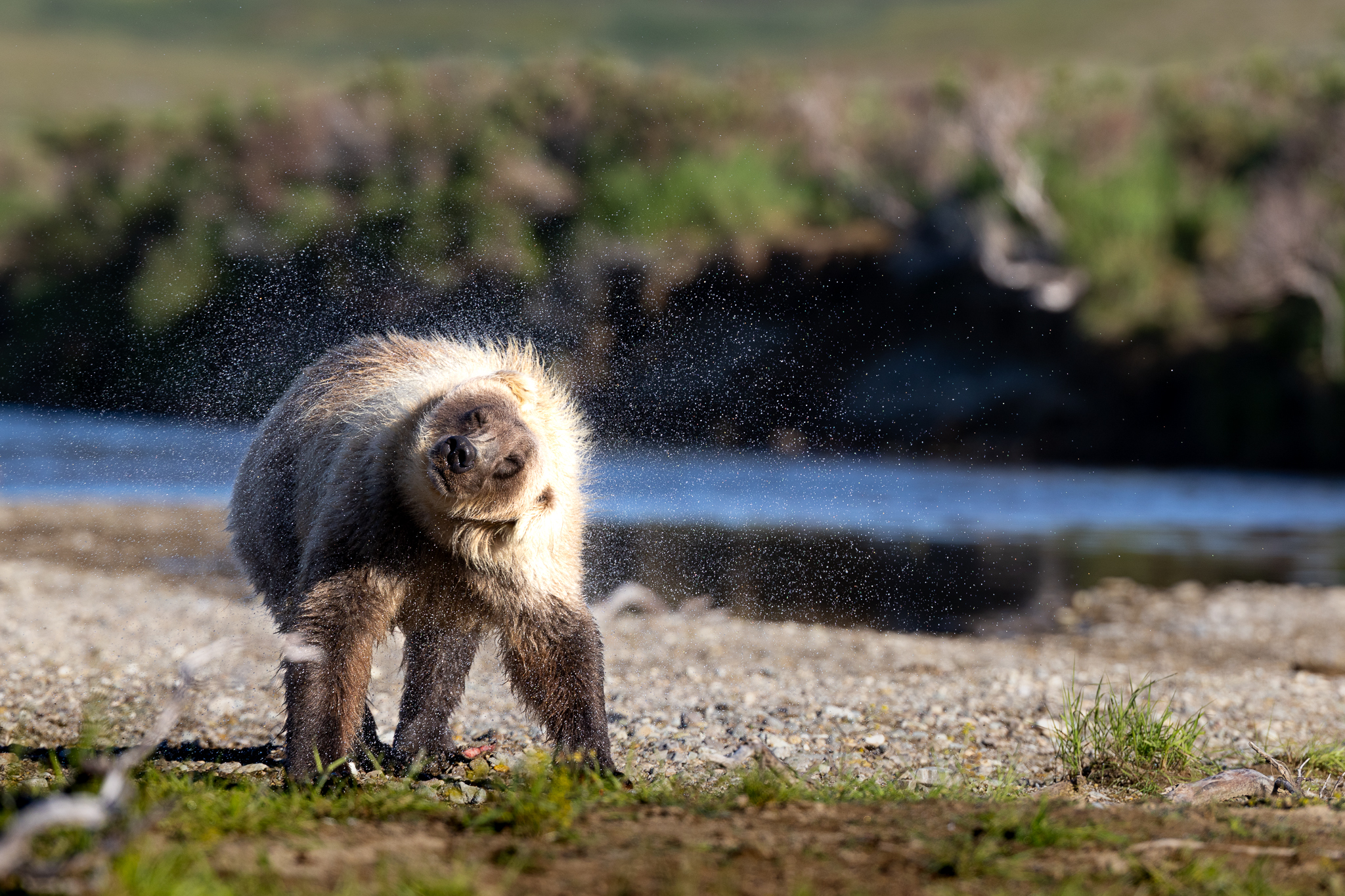 Head snapped around, water going everywhere, as the Brown Bear shakes itself dry after a failed fishing attempt.