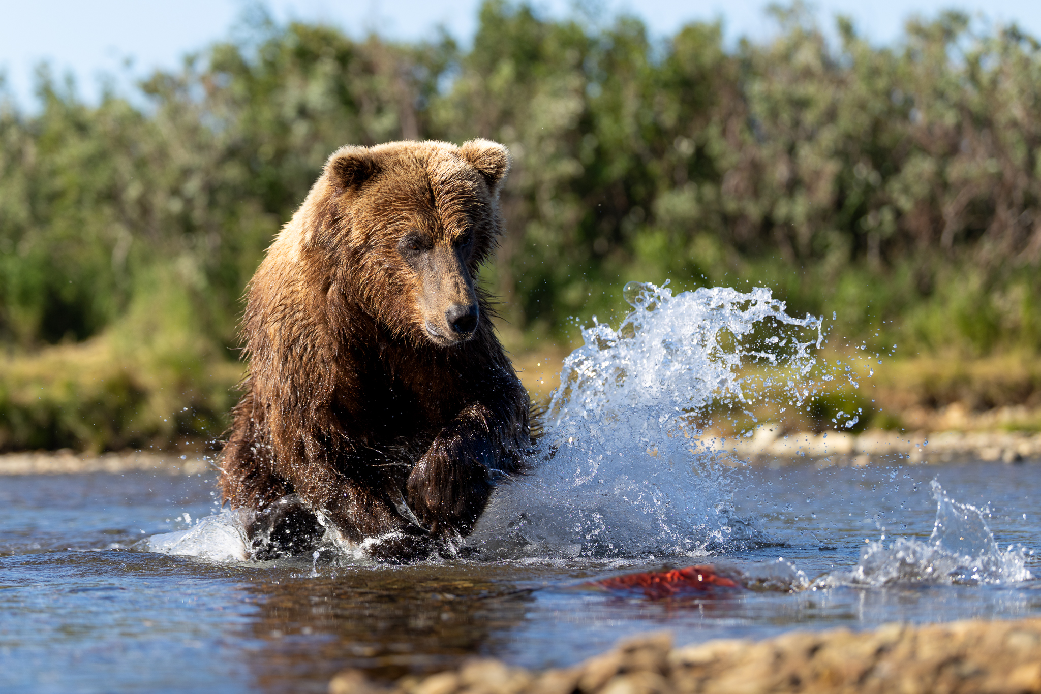 It was amazing watching a bear this size match the salmon turn for turn.