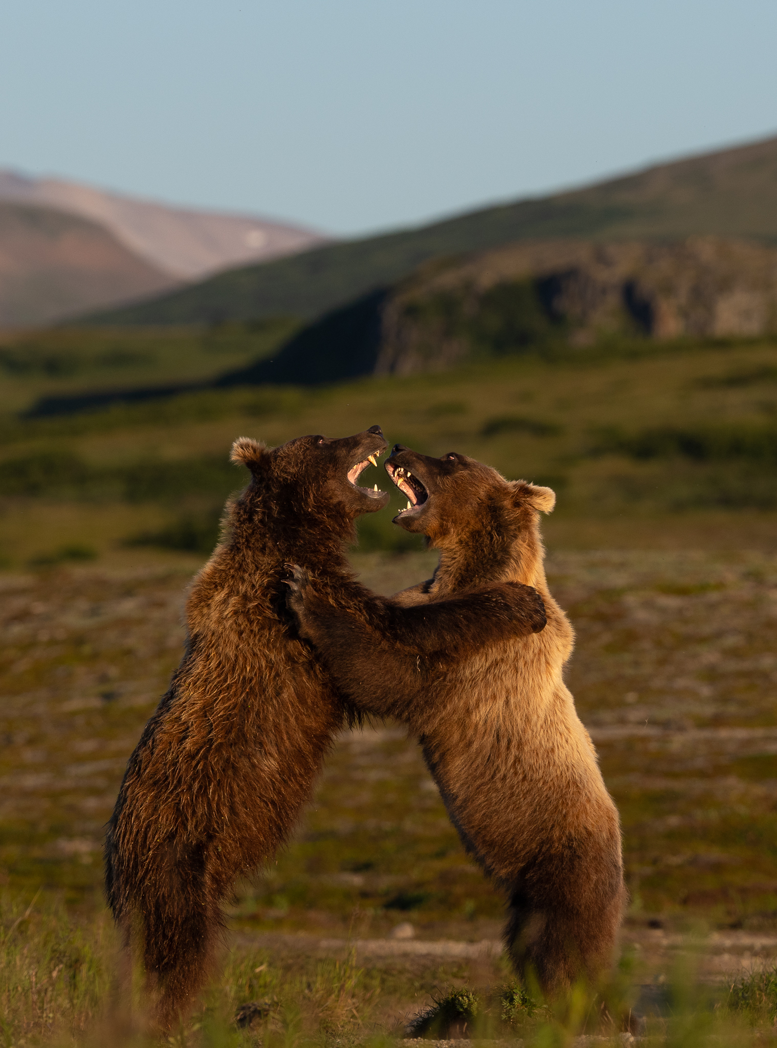 These sub-adult Brown Bears were sparring on the tundra in the late evening light.