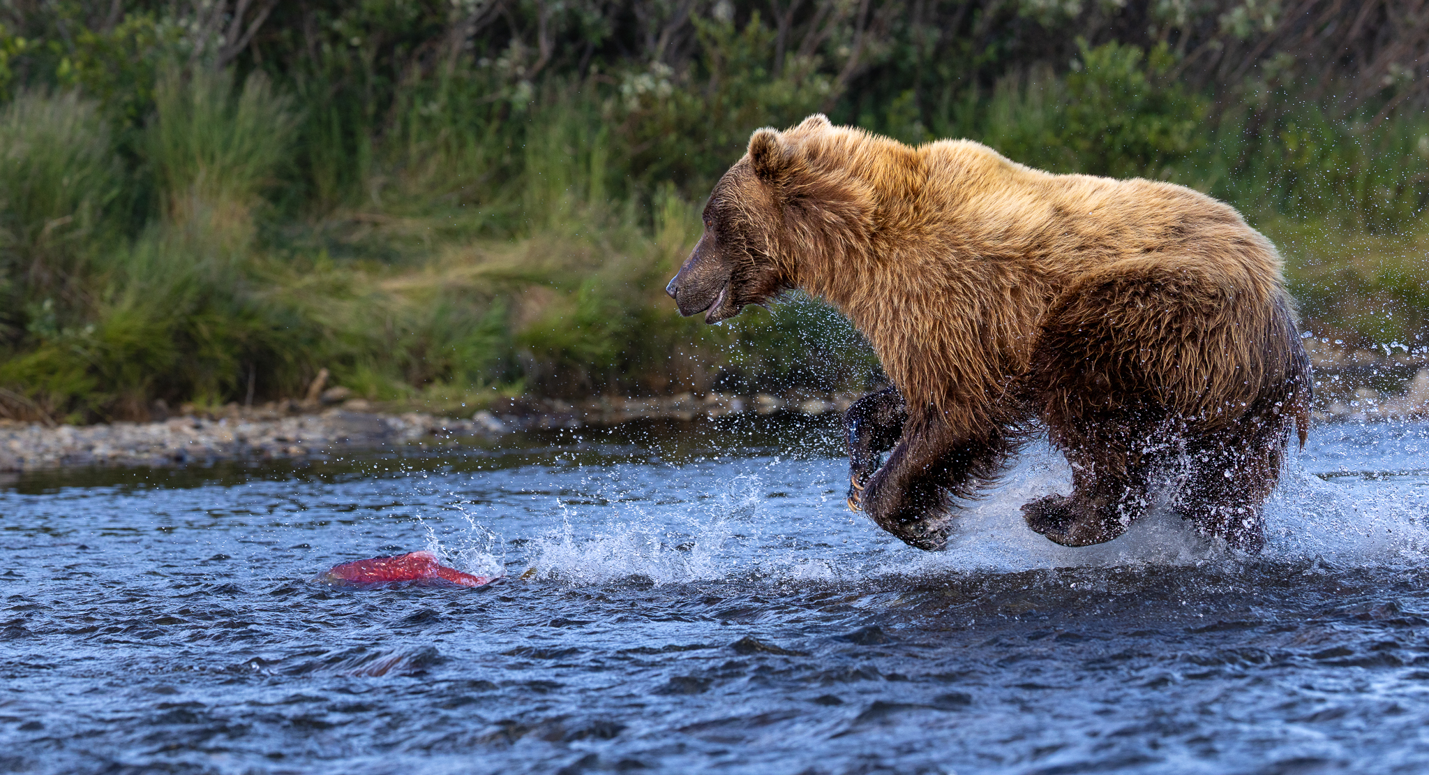 This Brown Bear ran the salmon into the shallows, where it had nowhere left to escape.