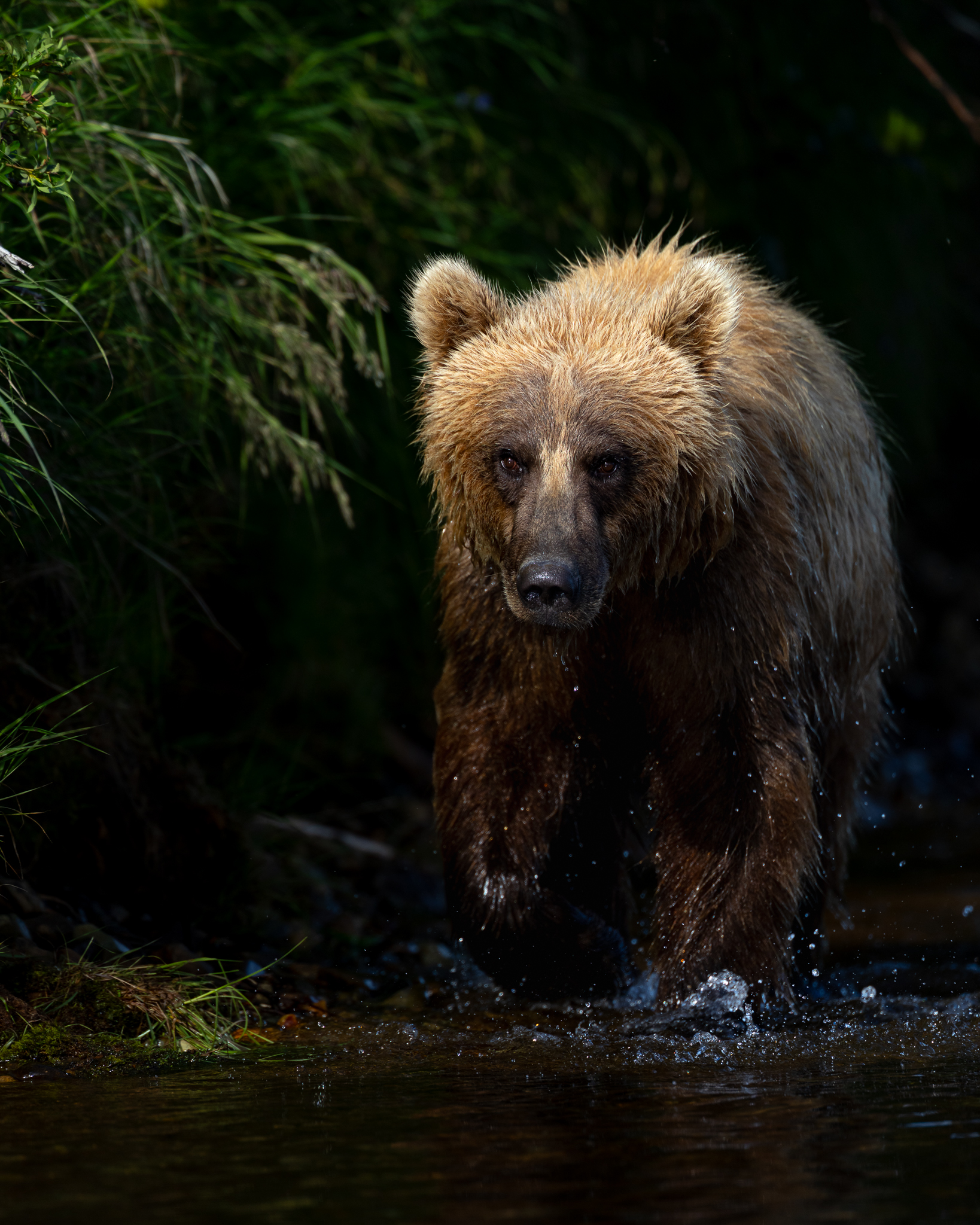 Wading upstream in the shade of the bank, a Brown Bear works the shallows for salmon.