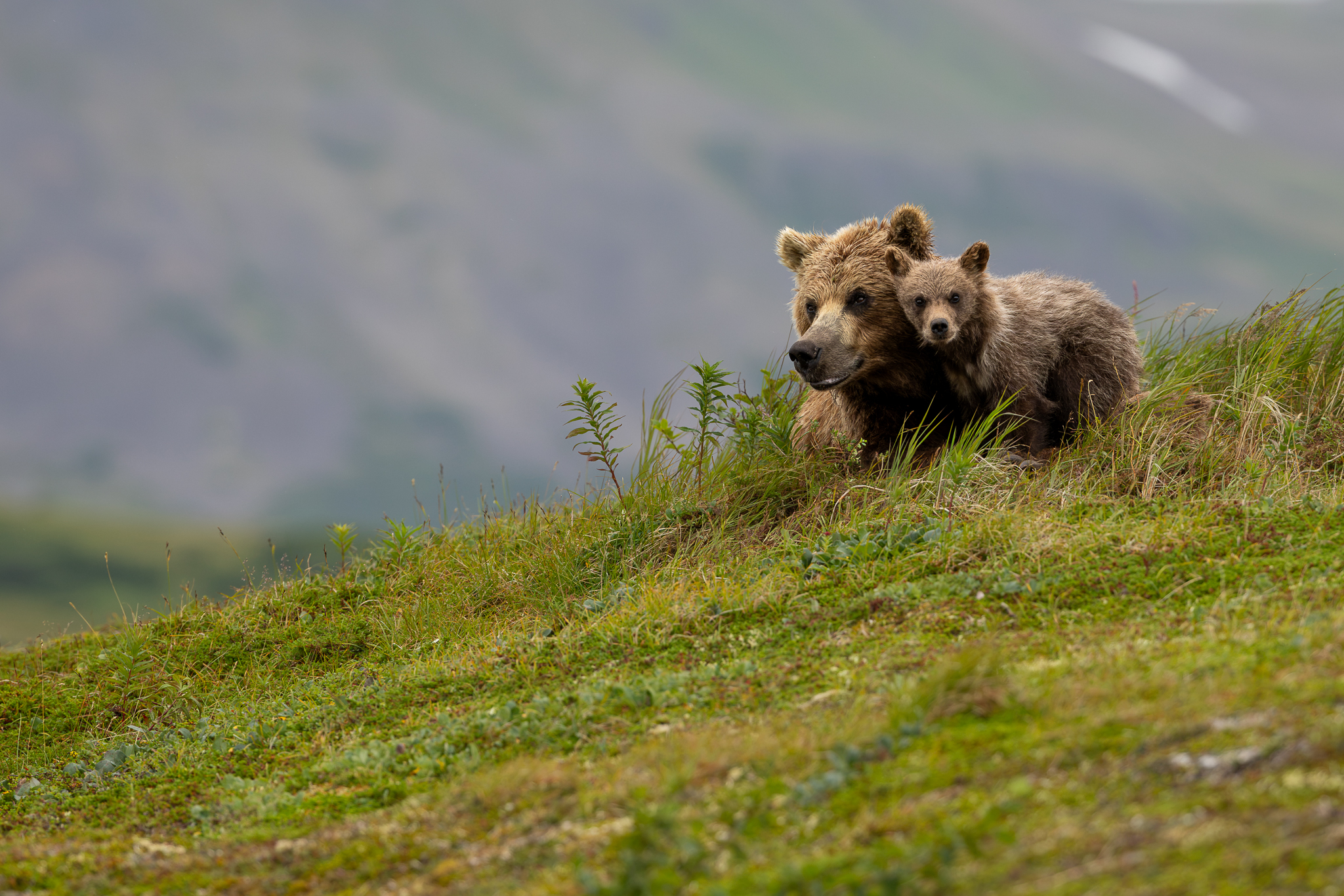 A windy day left this Brown Bear mother restless, often sitting to scan her surroundings and ensure her cubs stayed safe.
