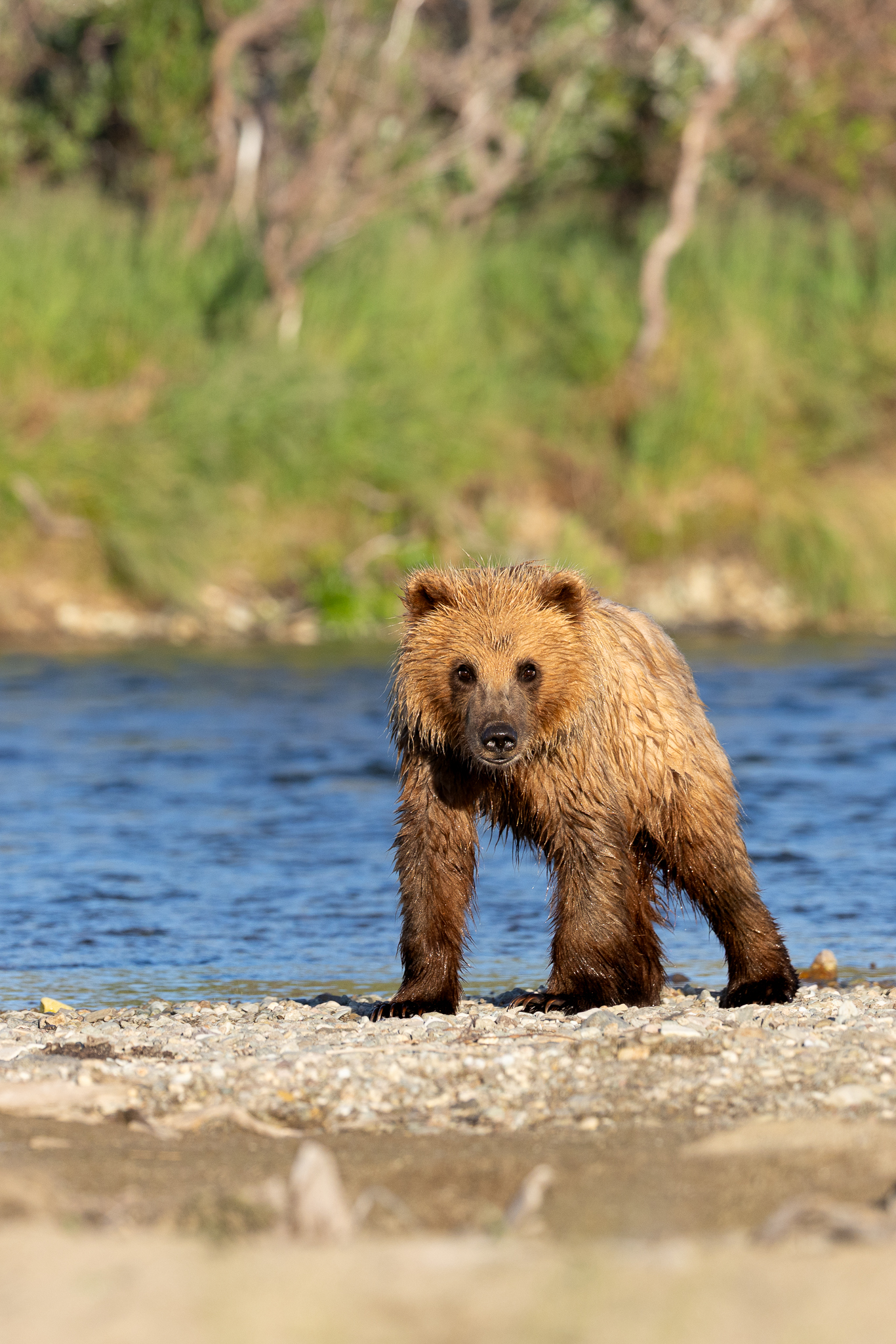 A young Brown Bear paused for a brief look before following his mom down the river.