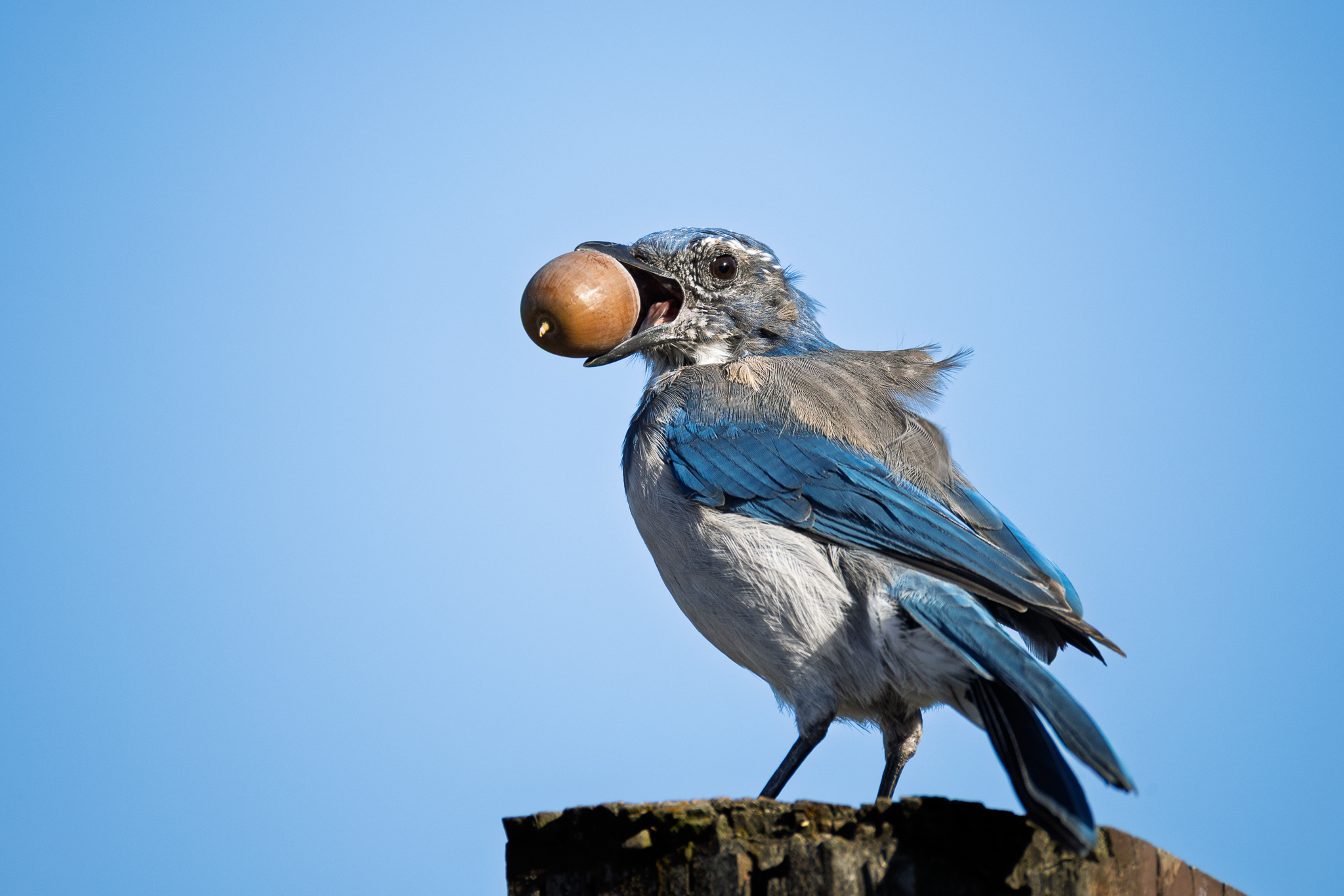 A California Scrub Jay in Ridgefield National Wildlife Refuge.