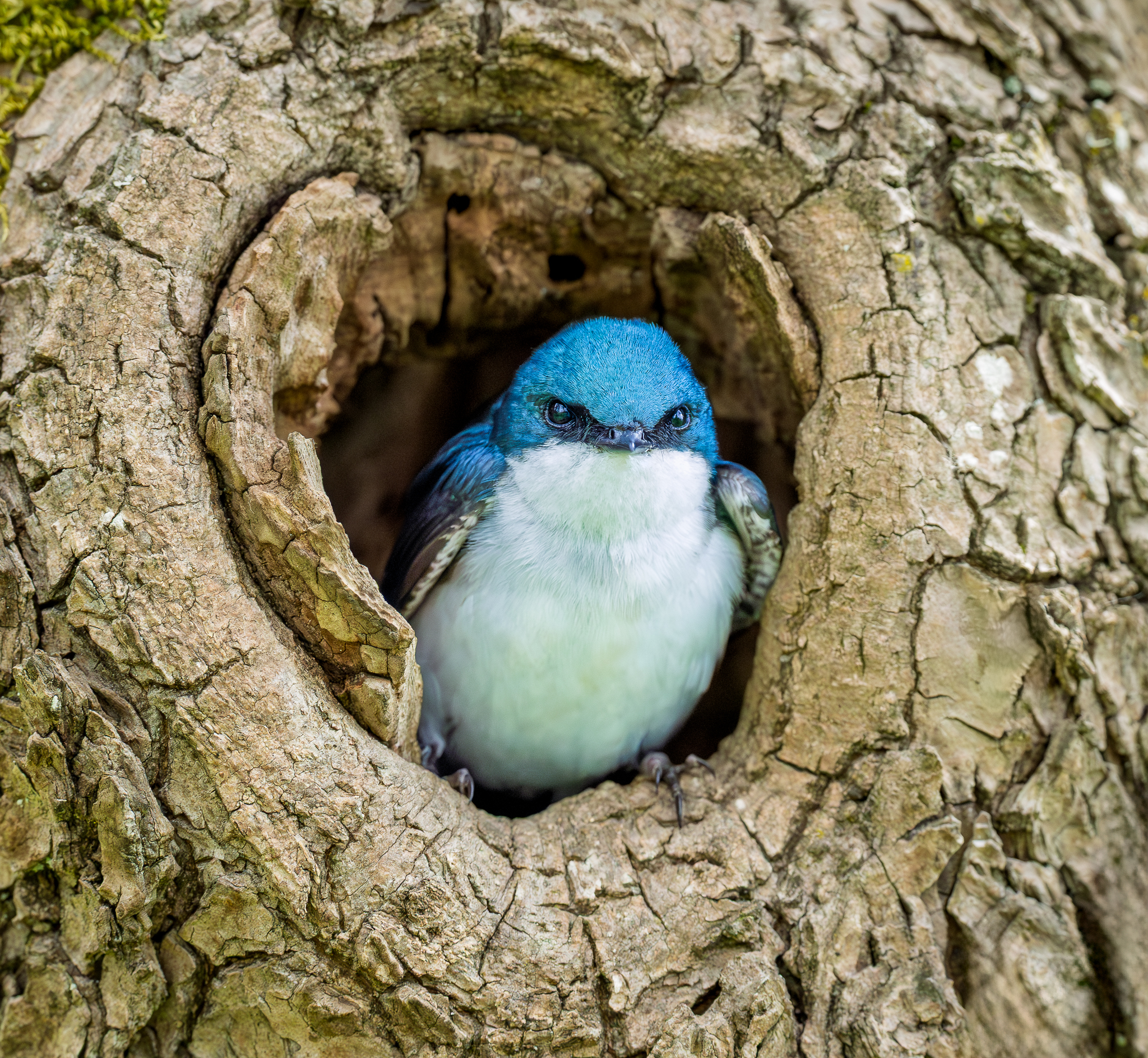 A Tree Swallow looking out of its nest in Washington.