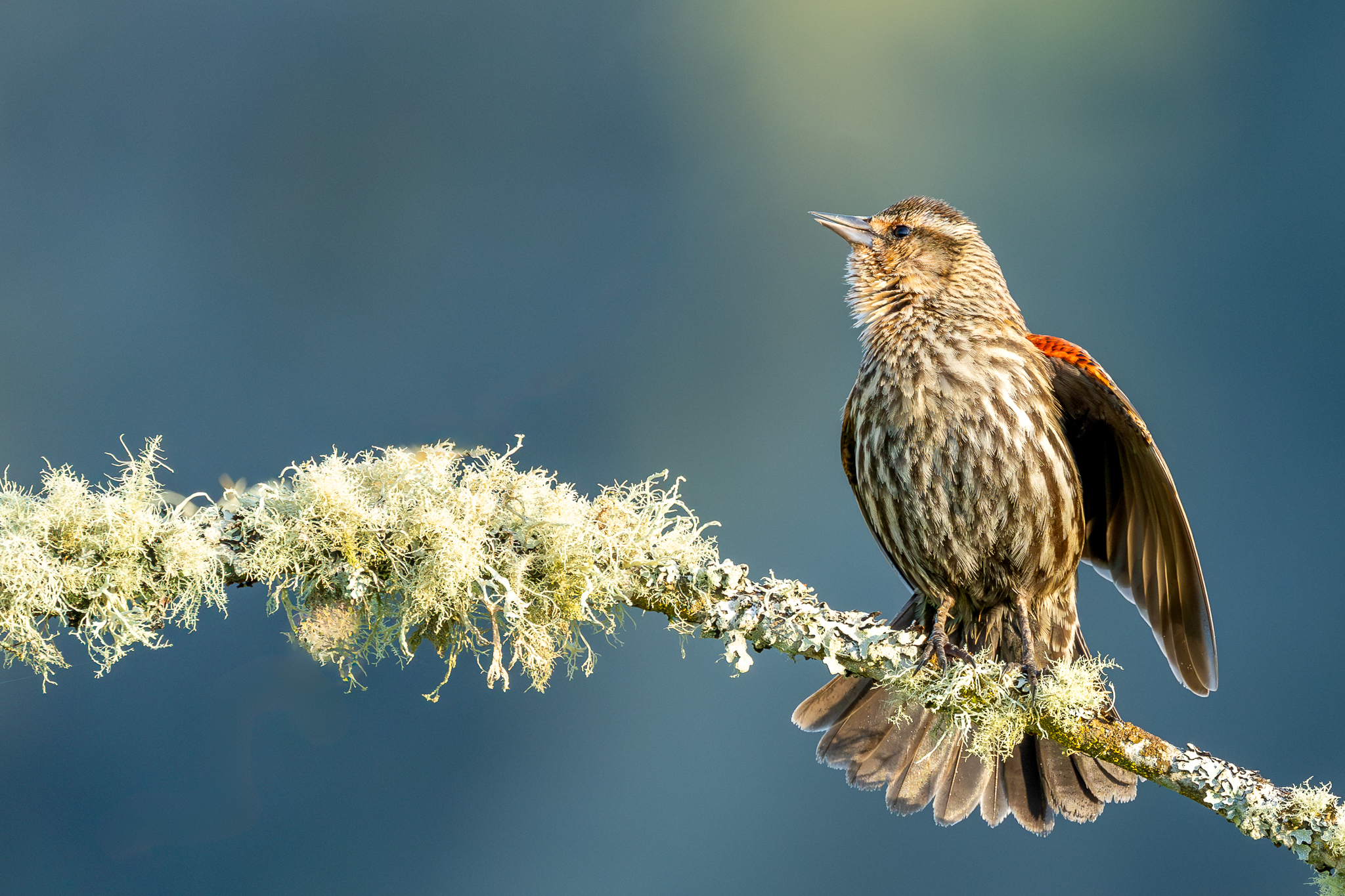 A female Red-winged Blackbird in Washington State.