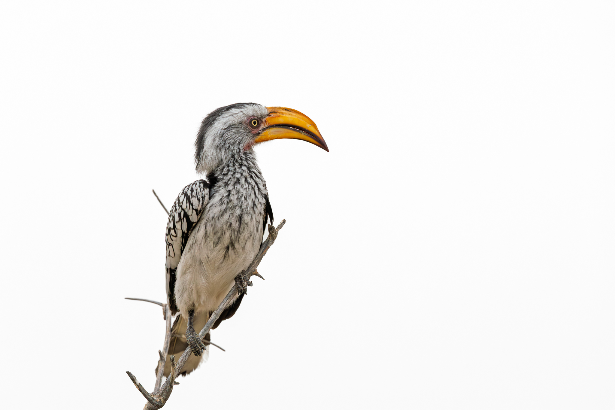A Yellow-billed Hornbill in Namibia