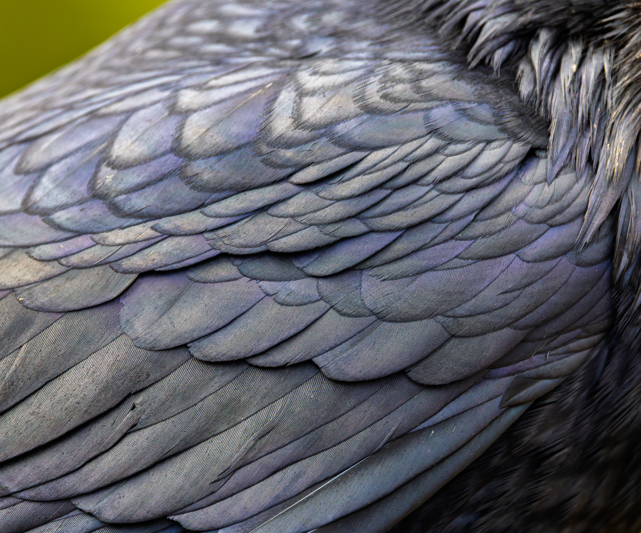 A Common Raven at Yellowstone National Park waited hoping for lunch scraps, giving me an opportunity to capture this close up of the wing feather structure and iridescence.