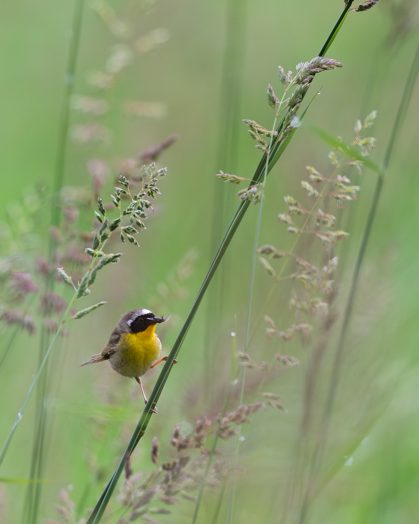 A Common Yellowthroat flitting through tall grass, pausing on a stem with the bug it just caught.