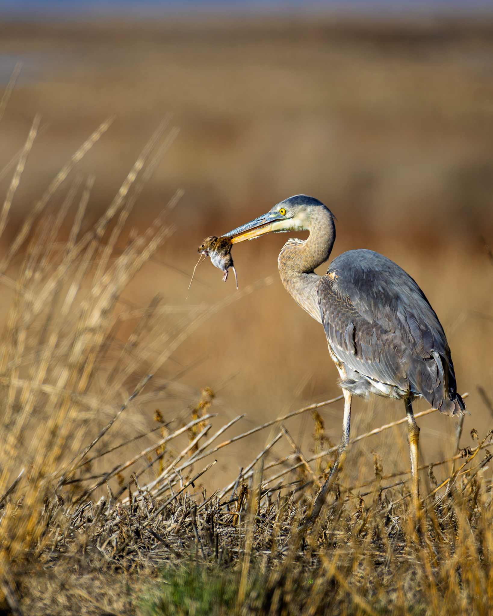 A Great Blue Heron with a vole it had just caught in the brush, Klamath National Wildlife Refuge, California.