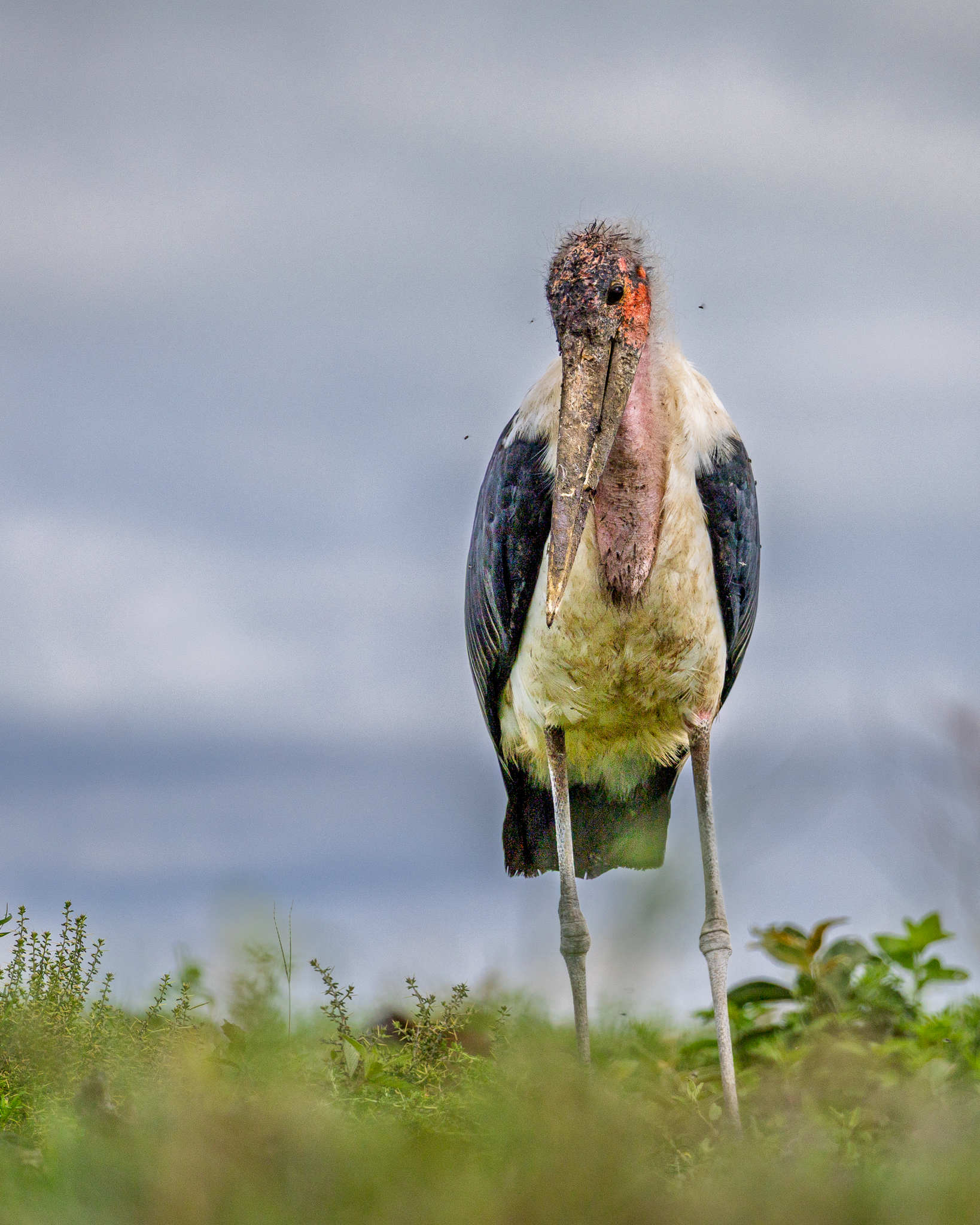 One of nature's ugliest birds, but I still like them, a Marabou Stork in the Serengeti, Tanzania.