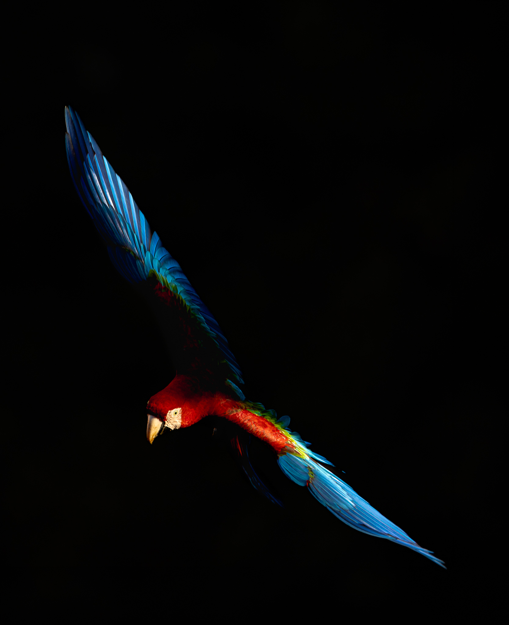 A Red-and-green Macaw in flight highlighted in the sun against a dark shaded background.