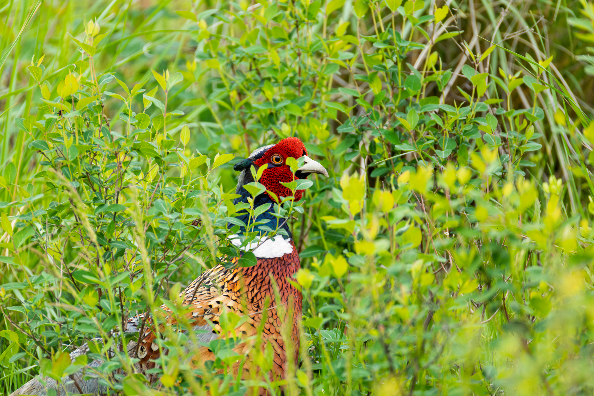 A Ring-necked Pheasant briefly poked its head up for a look before disappearing back into the brush, in Montana.