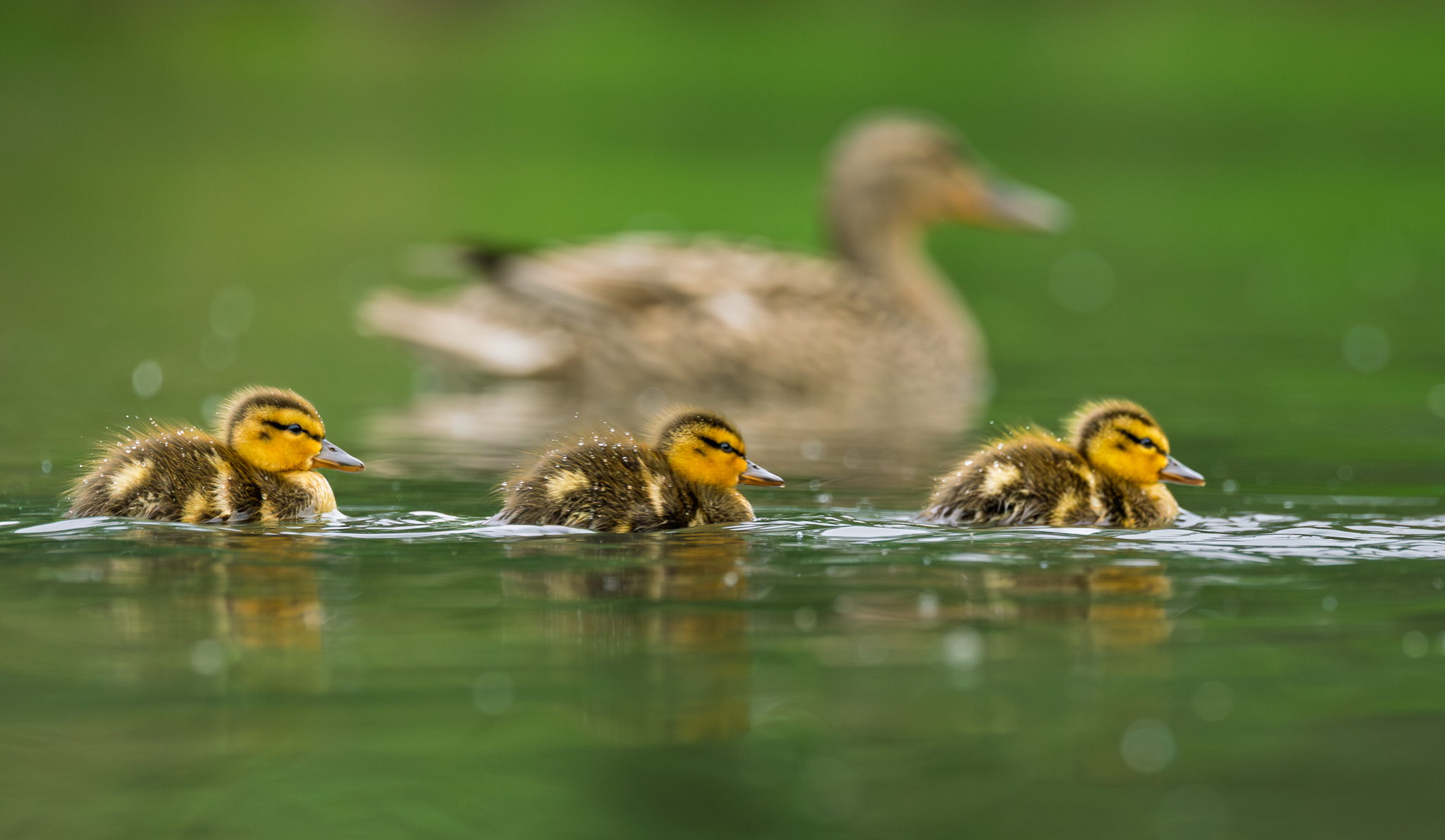 Three mallard ducklings swim across a pond while their mother keeps a watchful eye on them.
