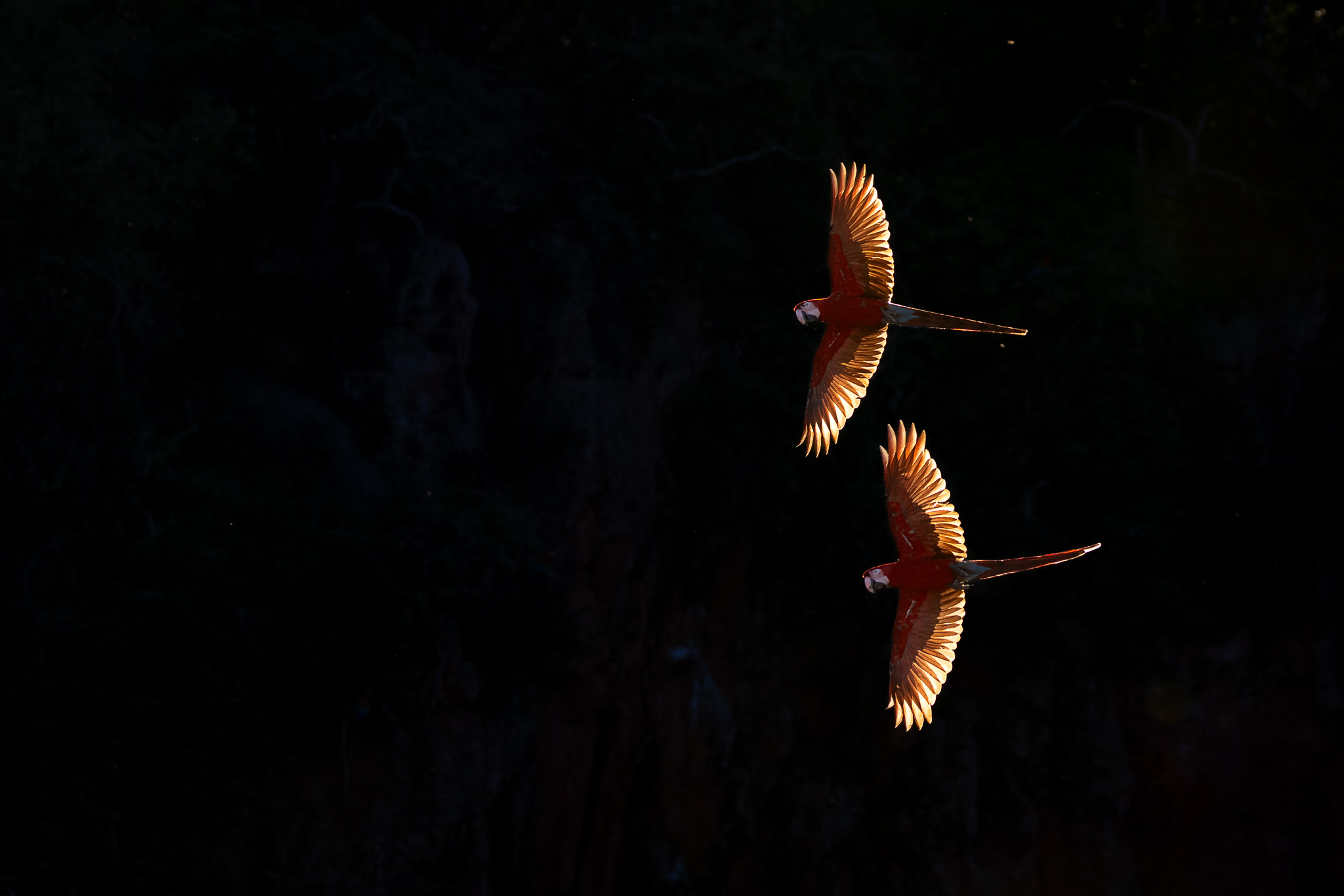 Two backlit macaws flying together as the sun was setting in Brazil.