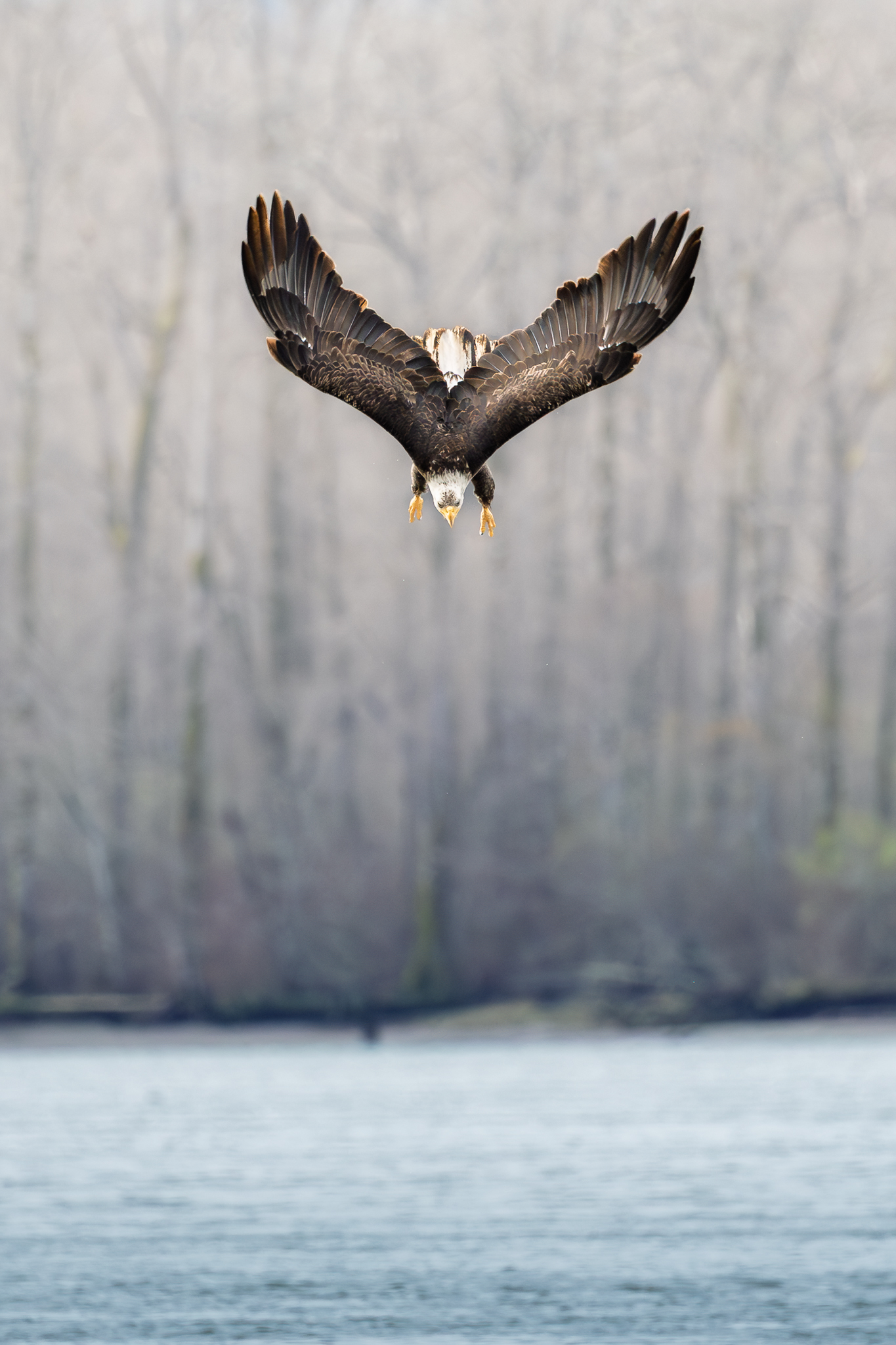 A Bald Eagle diving for smelt in the Columbia River