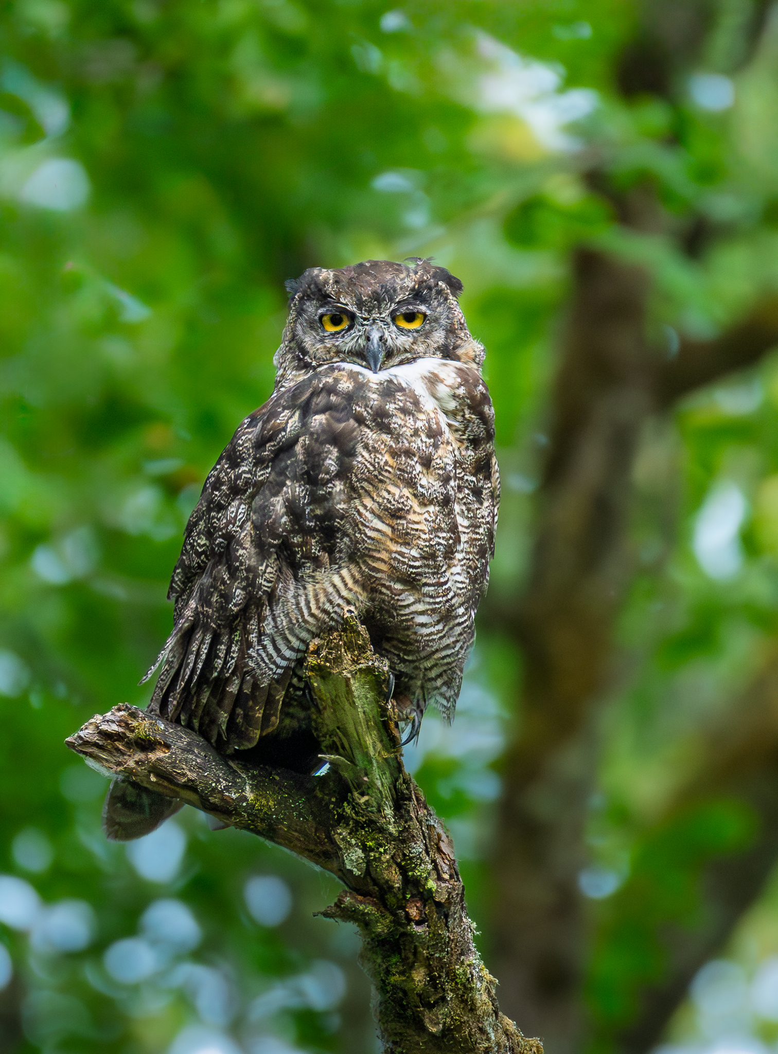 A Great Horned Owl getting ready to hunt in Washington State.