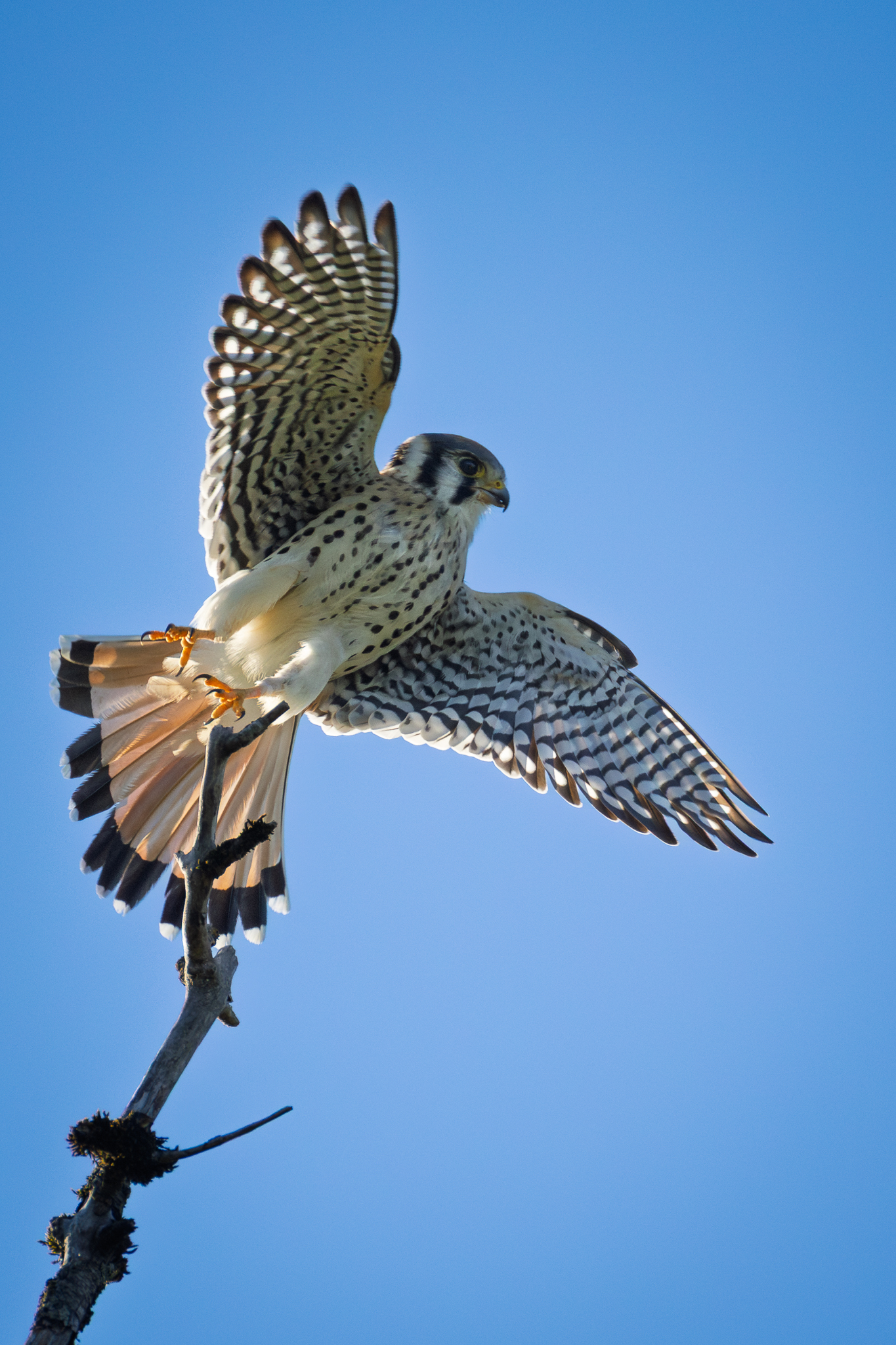 An American Kestral taking off in Washington State.
