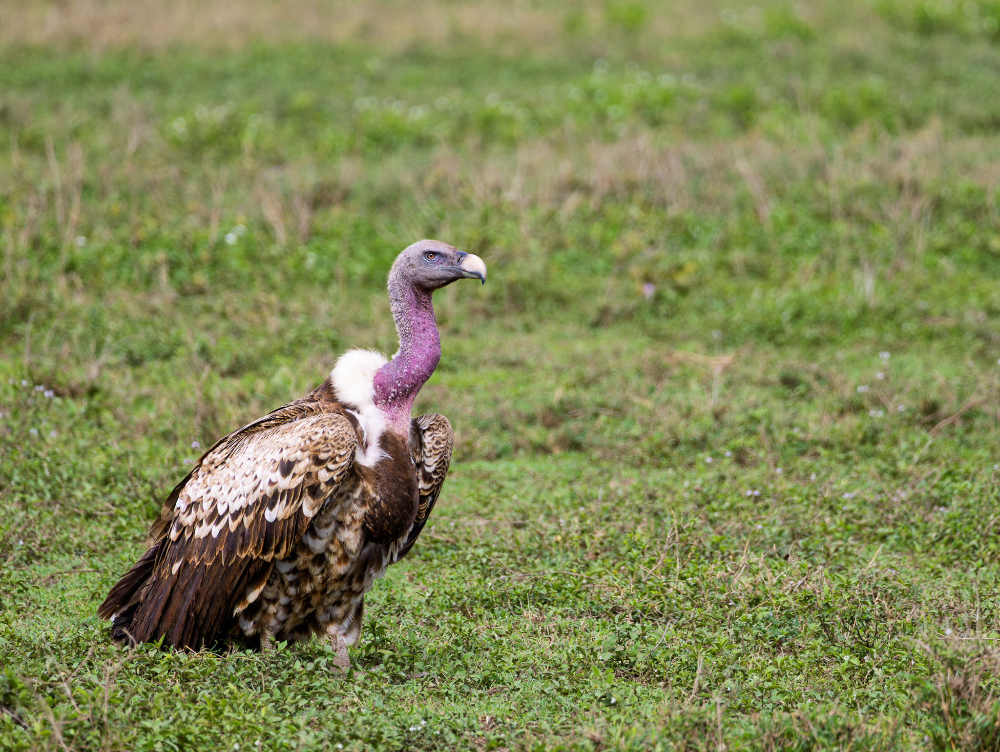A Rüppell's Griffon in the Serengeti.