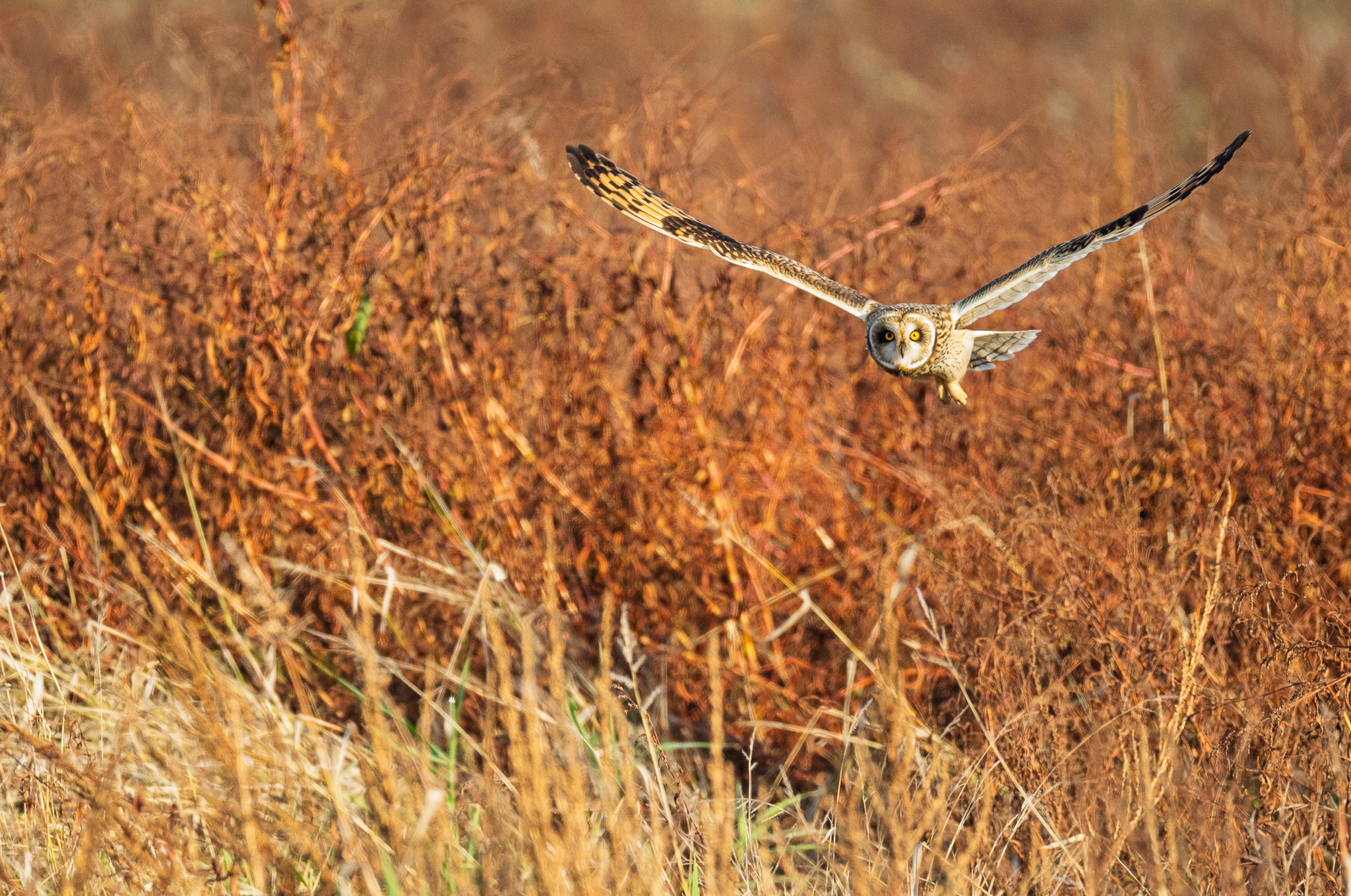 A Short Eared Owl hunting for voles by the Columbia River.