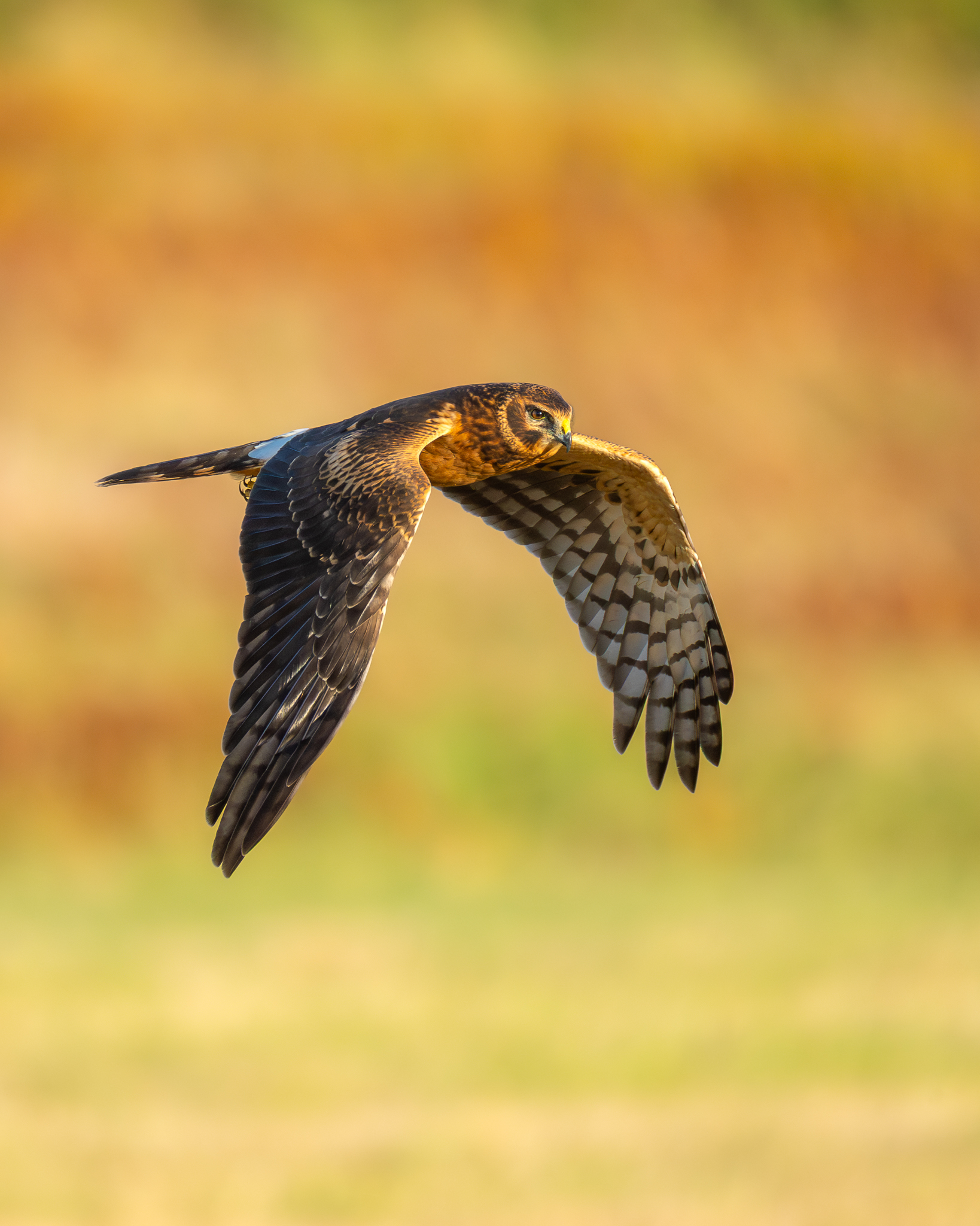 A Northern Harrier Hawk flying in the early morning amongst the Fall colors.