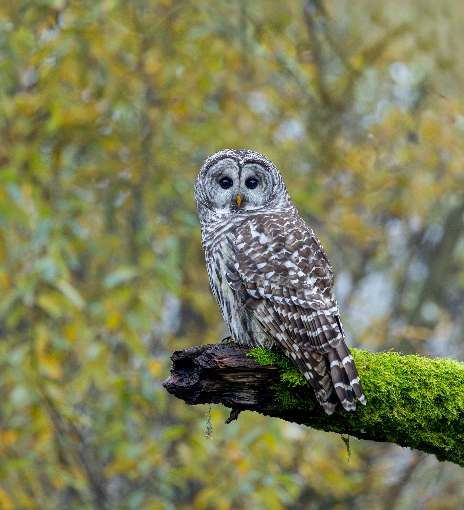 A Barred Owl in Washington State