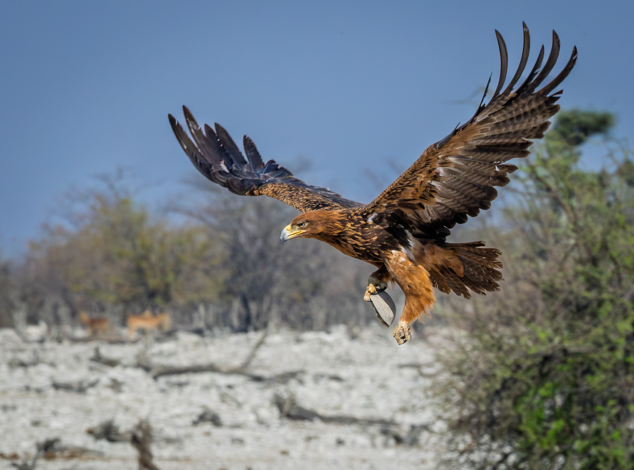 A Tawny Eagle flying away with a tortoise it just picked up in Etosha National Park, Namibia