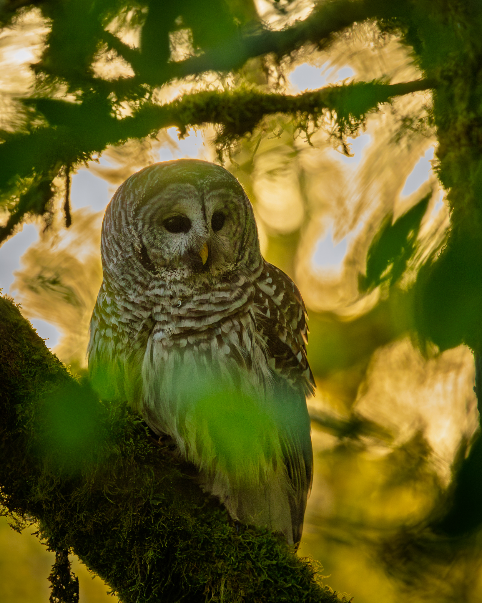 A Barred Owl during its morning hunt, backlit by golden sunlight filtering through the forest canopy.