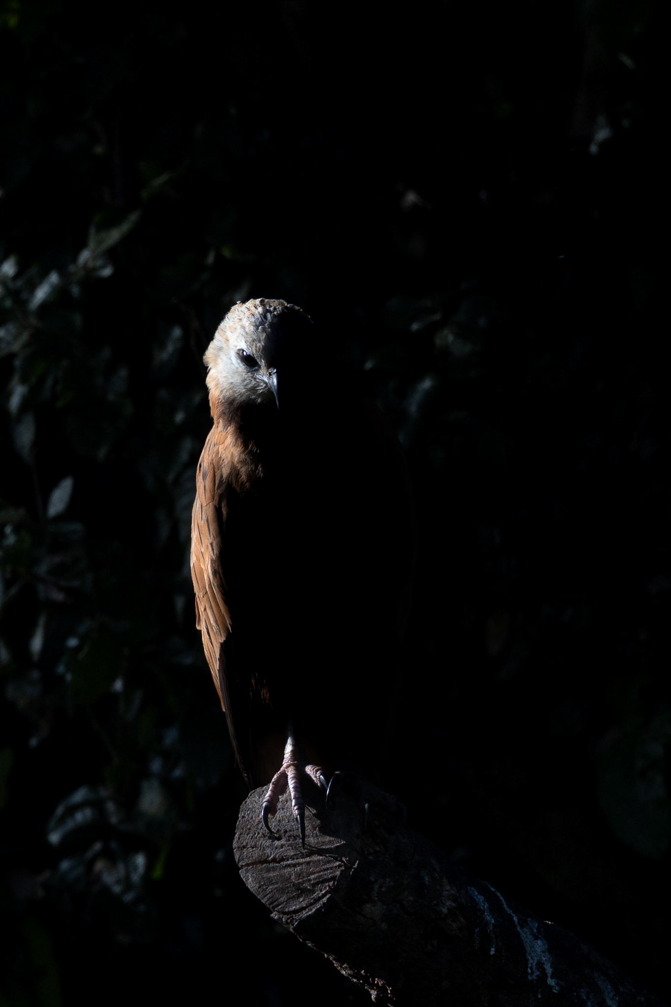A Black-collared Hawk perched on a branch over the water in the Pantanal, half in shade and half in light.