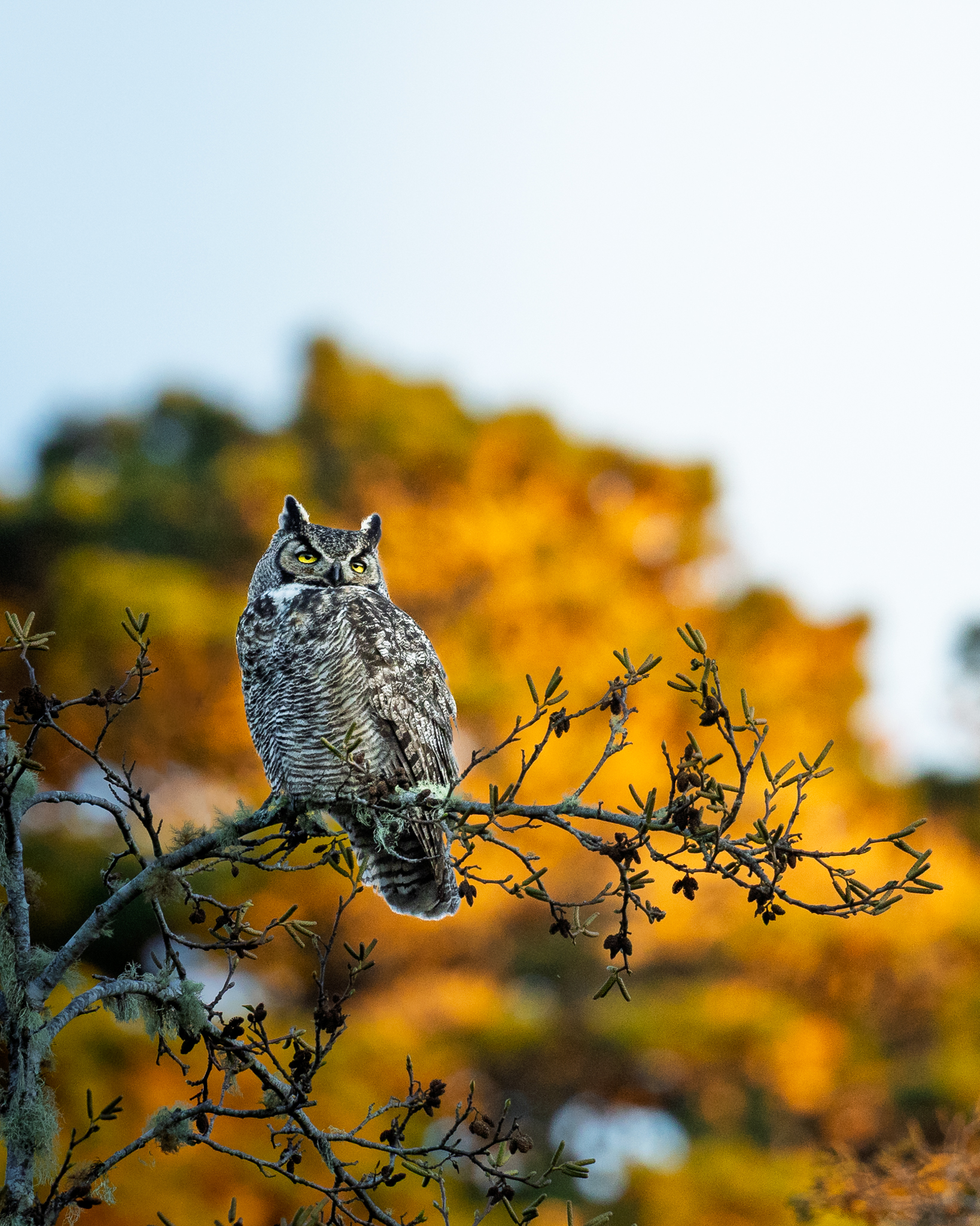 A Great Horned Owl perched at Point Reyes National Seashore as the sun was setting.