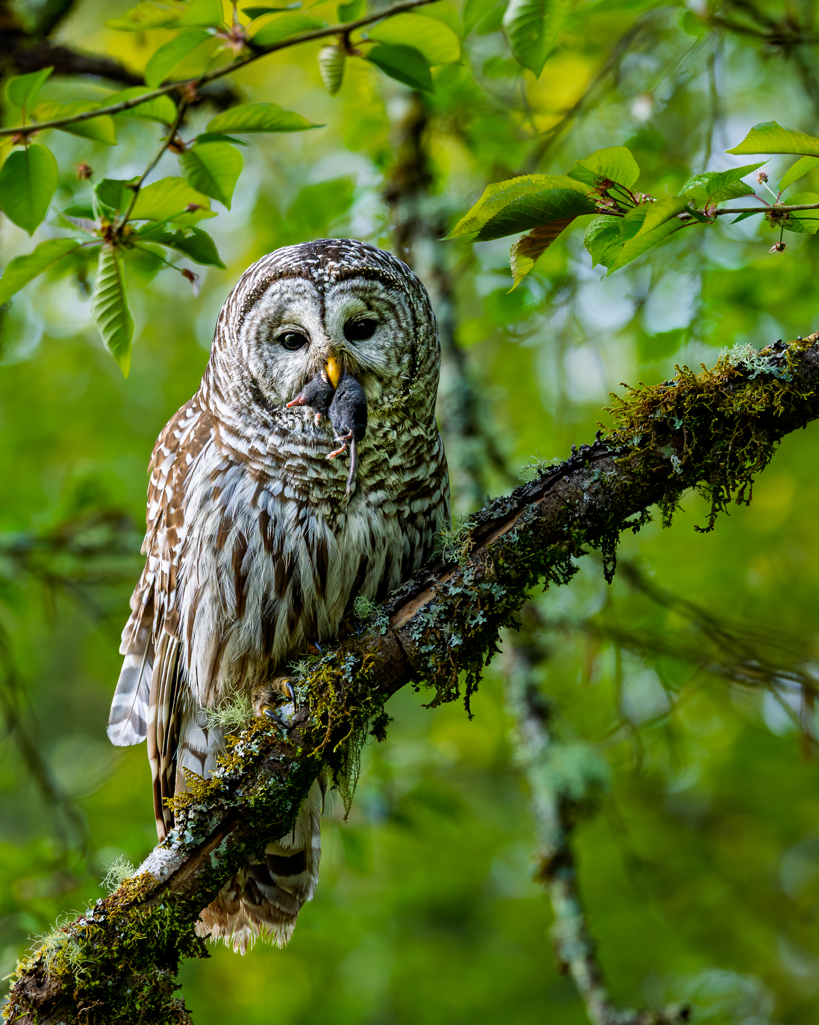 Steller's Jays had been harassing this Barred Owl through its hunt; once they left it alone, it caught this mole quickly.