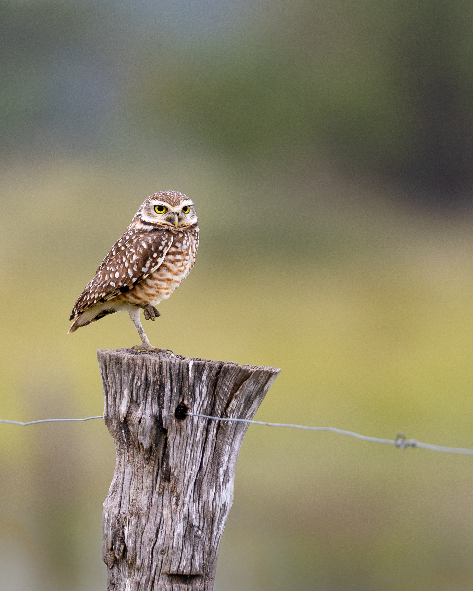 This burrowing owl made its burrow along the fence line of a cattle farm.