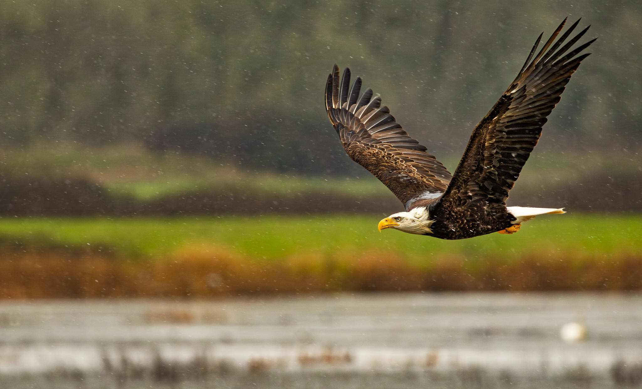 The waterfowl scattered before I saw anything, and then this Bald Eagle swooped in hunting over the lake.