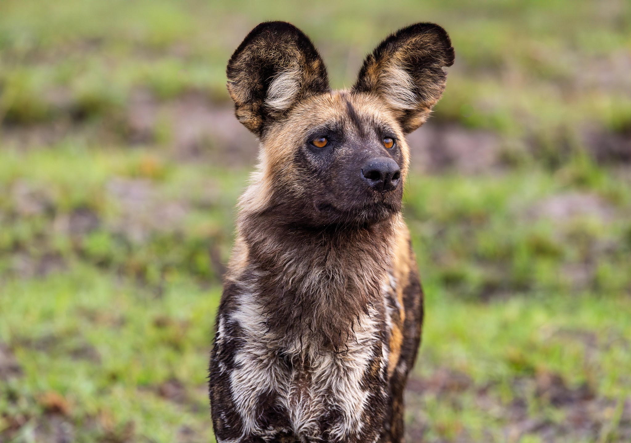 An African Wild Dog in the Okavango Delta, Botswana