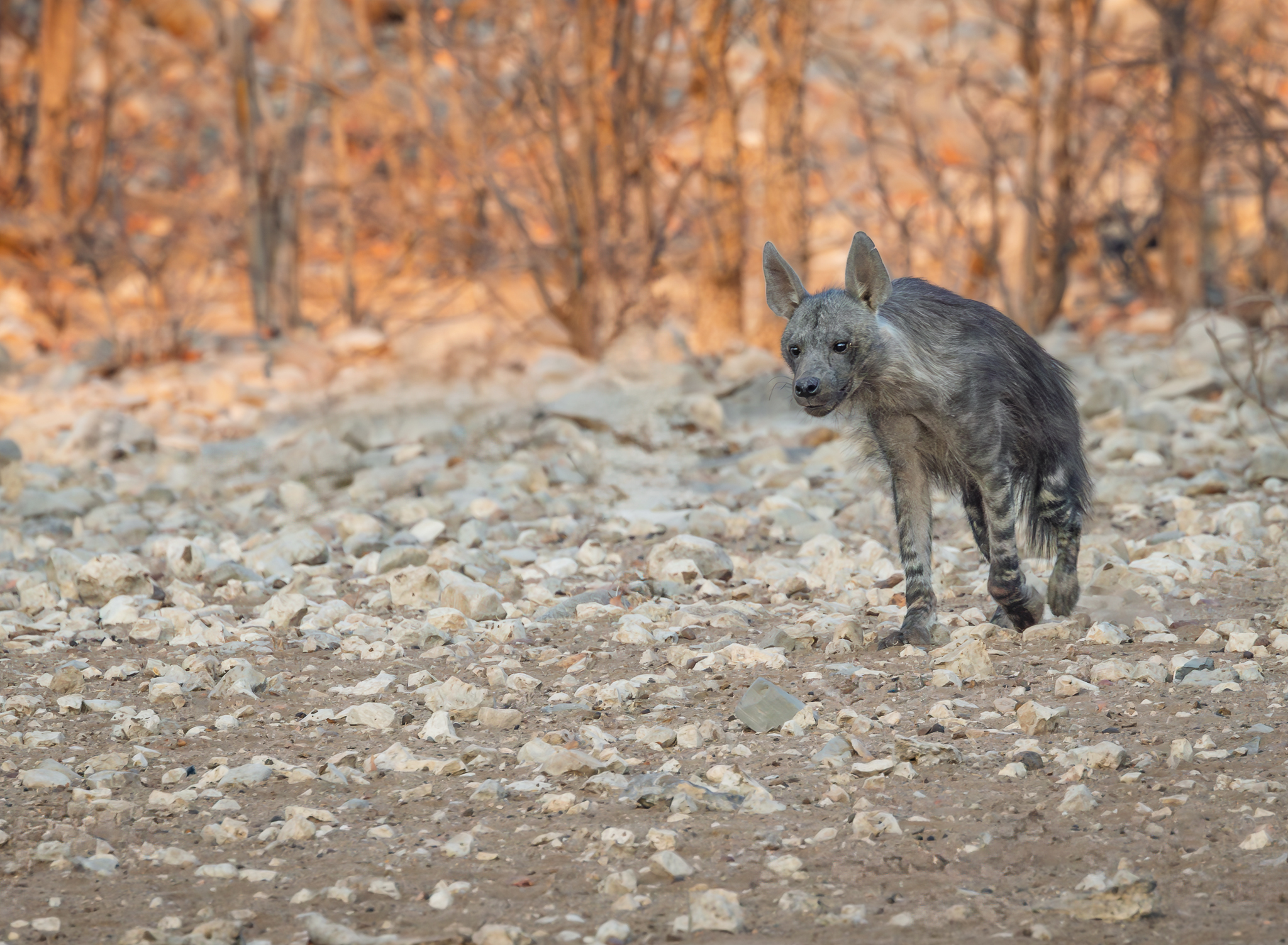 A rarely seen Brown Hyena by Etosha National Park in Namibia.