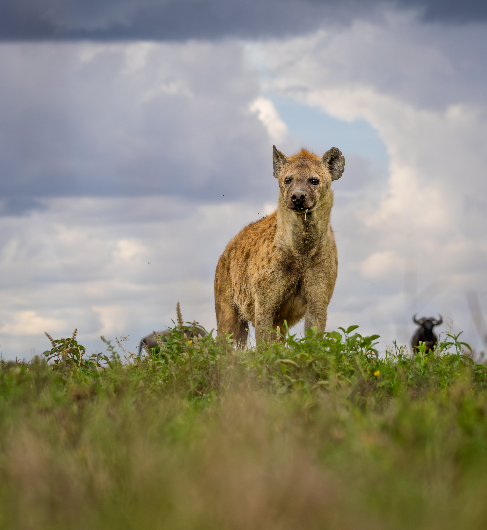A Hyena in the Serengeti, Tanzania.