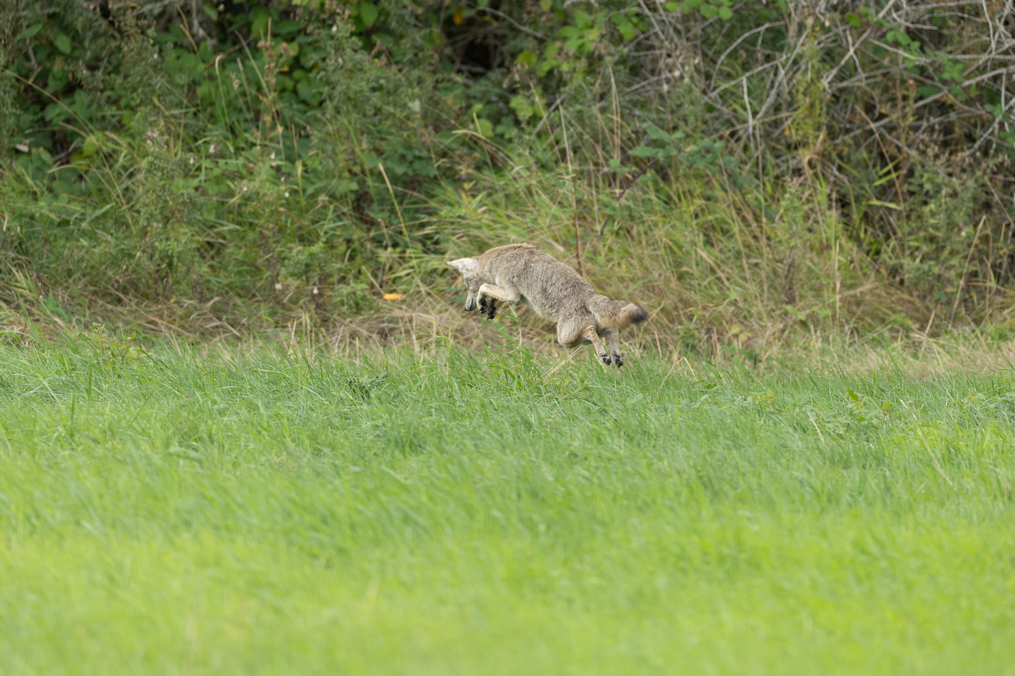 A coyote pouncing in Ridgefield National Wildlife Refuge.