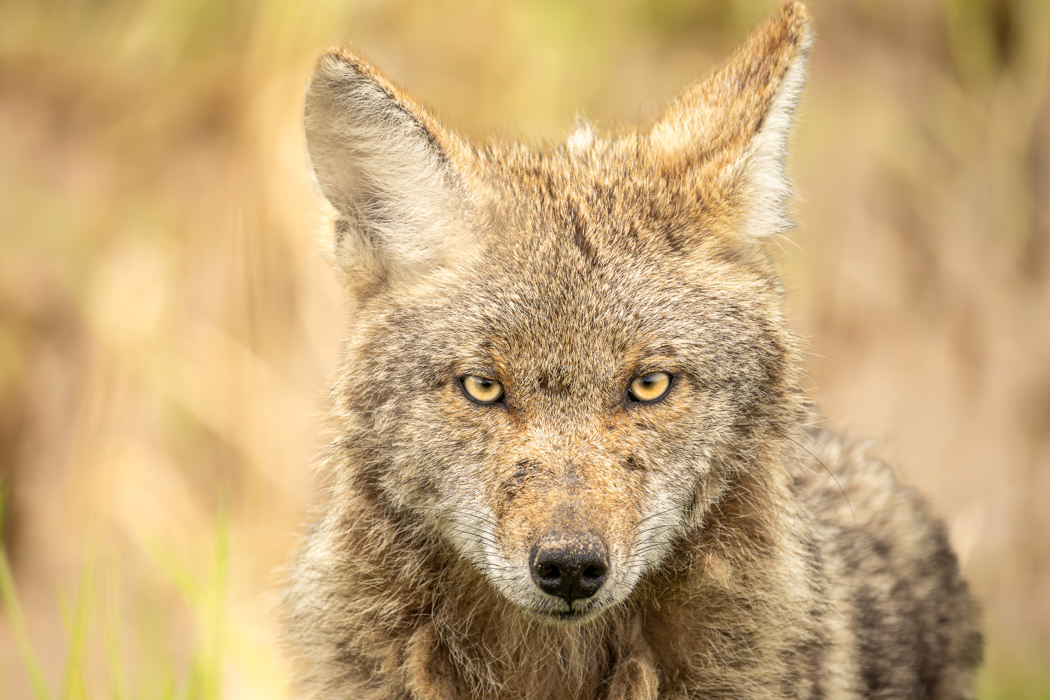 A coyote in Ridgefield National Wildlife Refuge