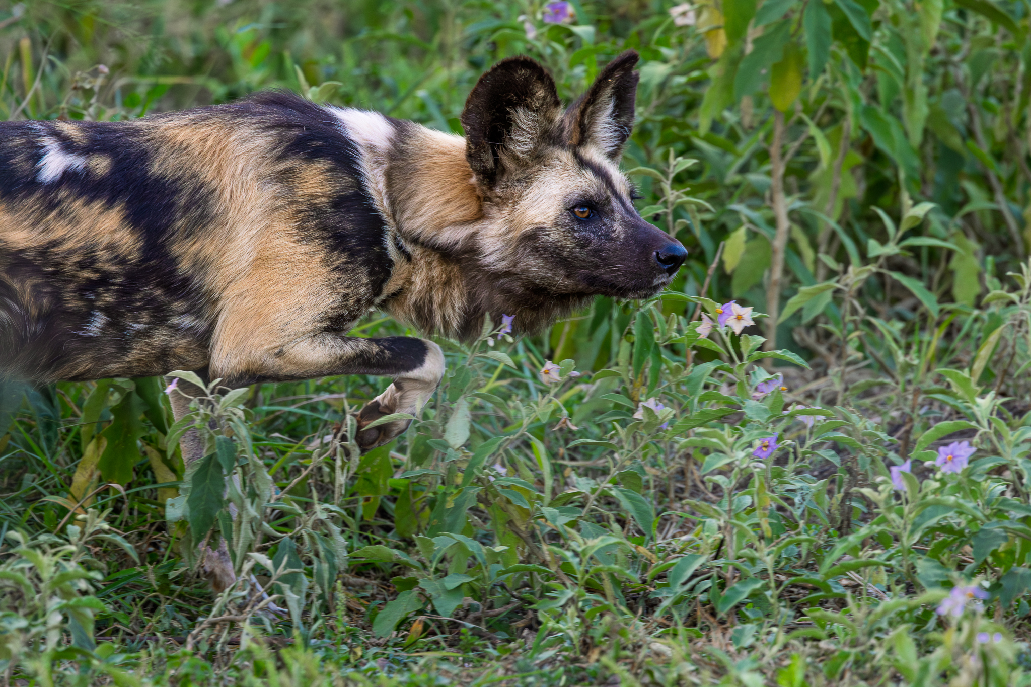 An African Wid Dog in Hluhluwe–iMfolozi Park, South Africa