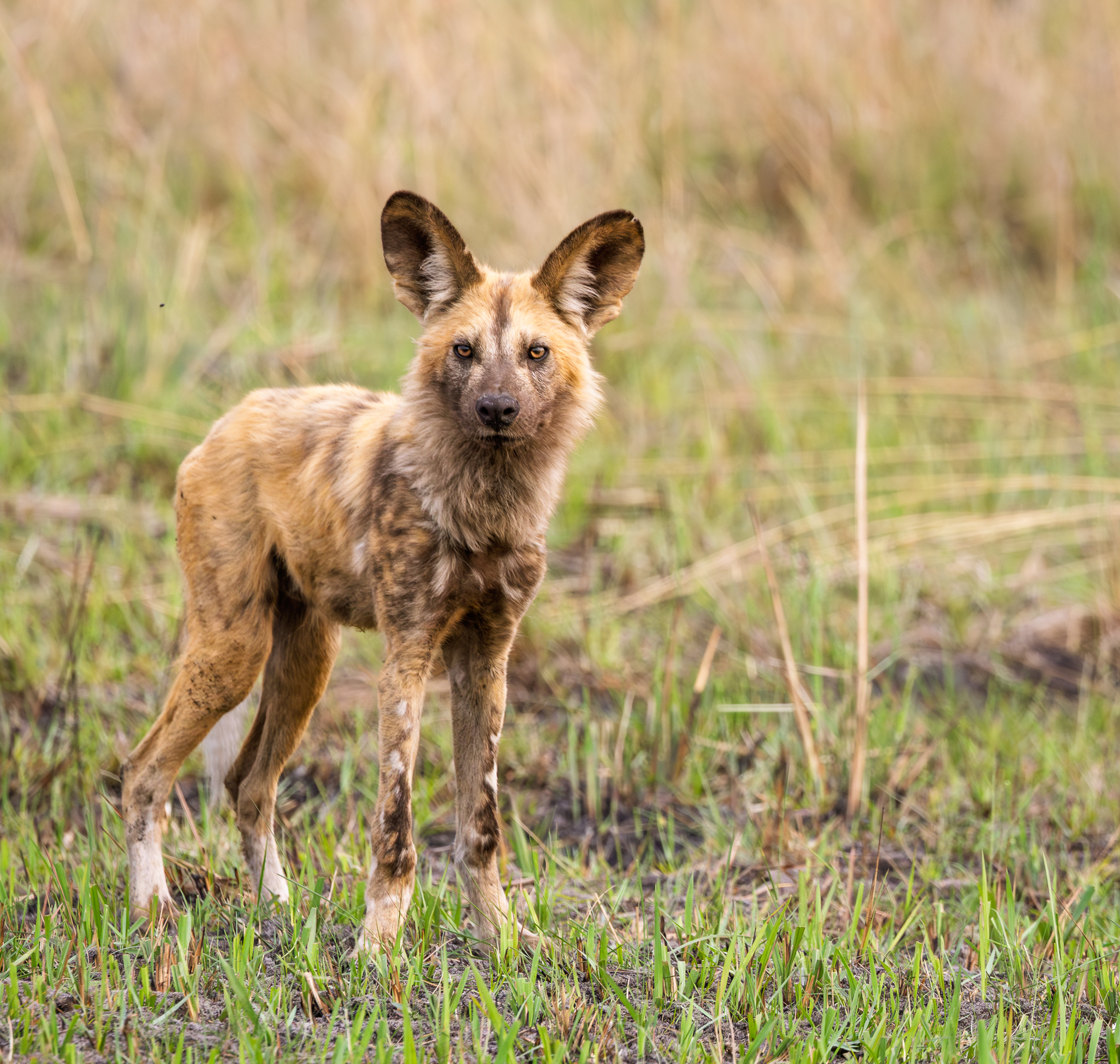 A young African Wild Dog in the Okavango Delta, Botswana.